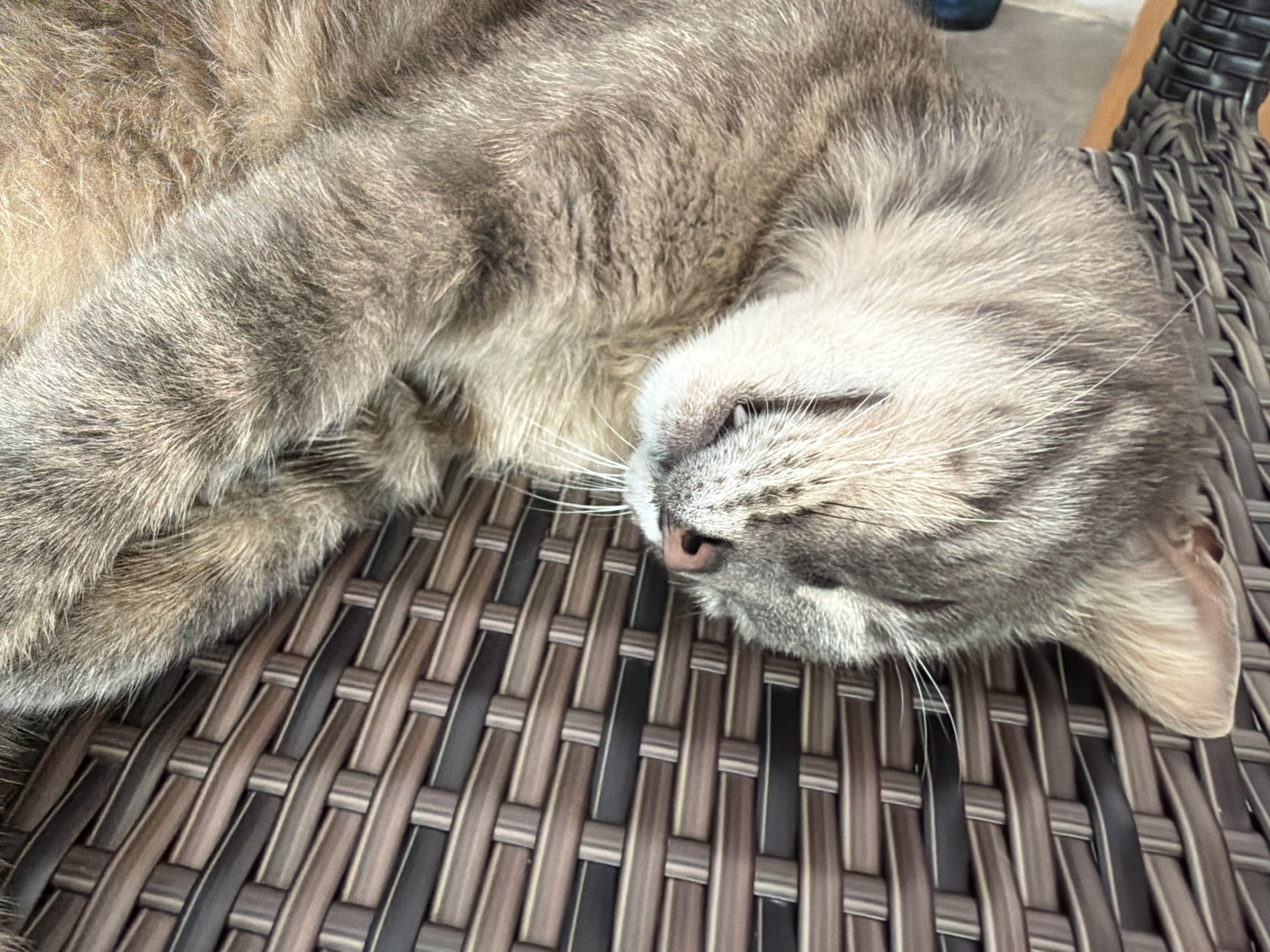 A grey tabby cat is sleeping on a woven chair. The cat is lying on its side, with its head resting on its paws. Its eyes are closed and its ears are relaxed. The chair is made of dark brown and grey woven material. The background is blurred, but appears to be an outdoor setting. The image was taken in the city of Prosena, Bulgaria.