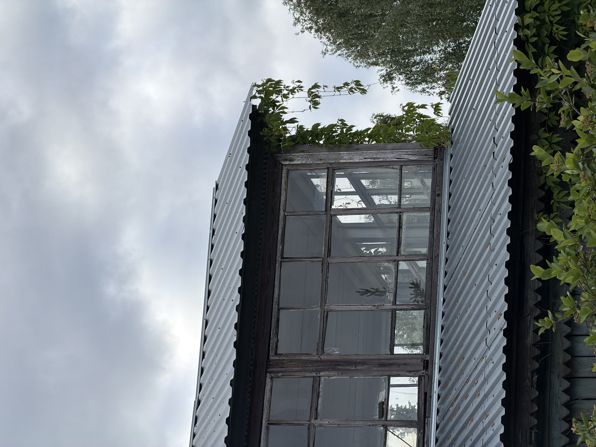 The image depicts a weathered building with corrugated metal siding and a large, multi-paned window. Vines are growing along the top edge of the window and the roof. The sky is overcast with grey clouds. The building appears to be old and possibly neglected, given the state of the window frame and the surrounding vegetation. The location and time of day are not discernible from the image.