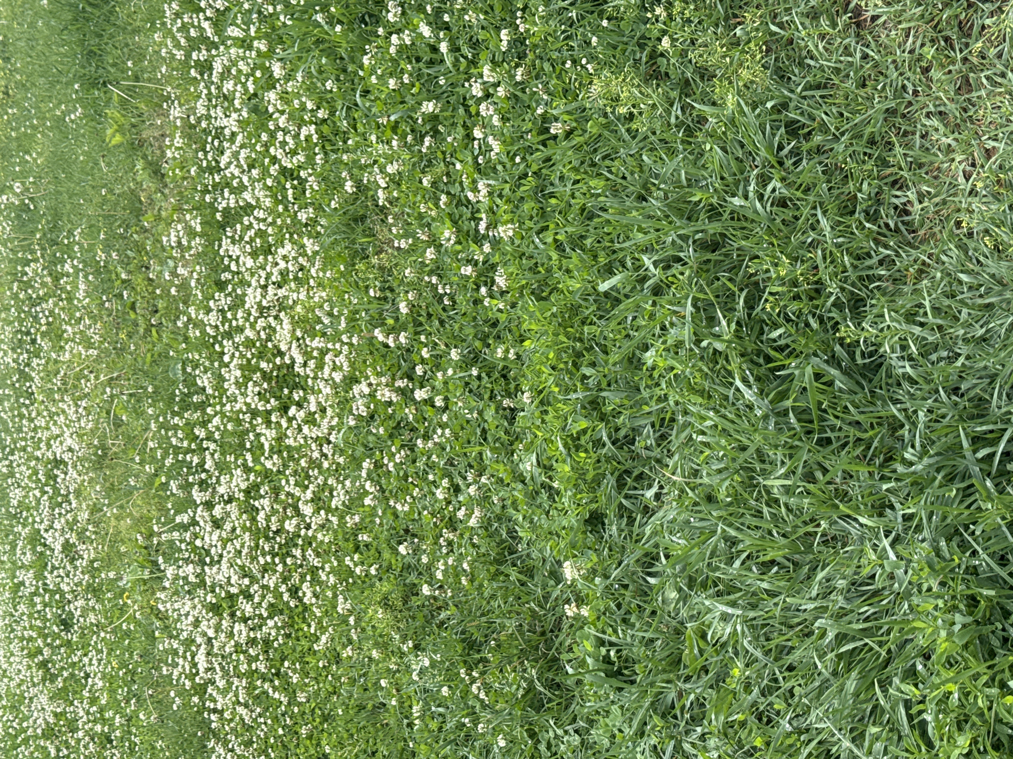 The image displays a close-up, eye-level view of a grassy field. The foreground is dominated by lush, green grass, some of which appears to be slightly damp, with visible dew drops. Scattered throughout the field are numerous small, white flowers, consistent with clover. The background shows more of the same grassy terrain, with a denser concentration of these white flowers. The overall impression is of a natural, outdoor environment. There are no people or man-made objects visible in the image. This scene could be found in a park or a meadow within Birobidzhan, Russia, during the warmer months.
