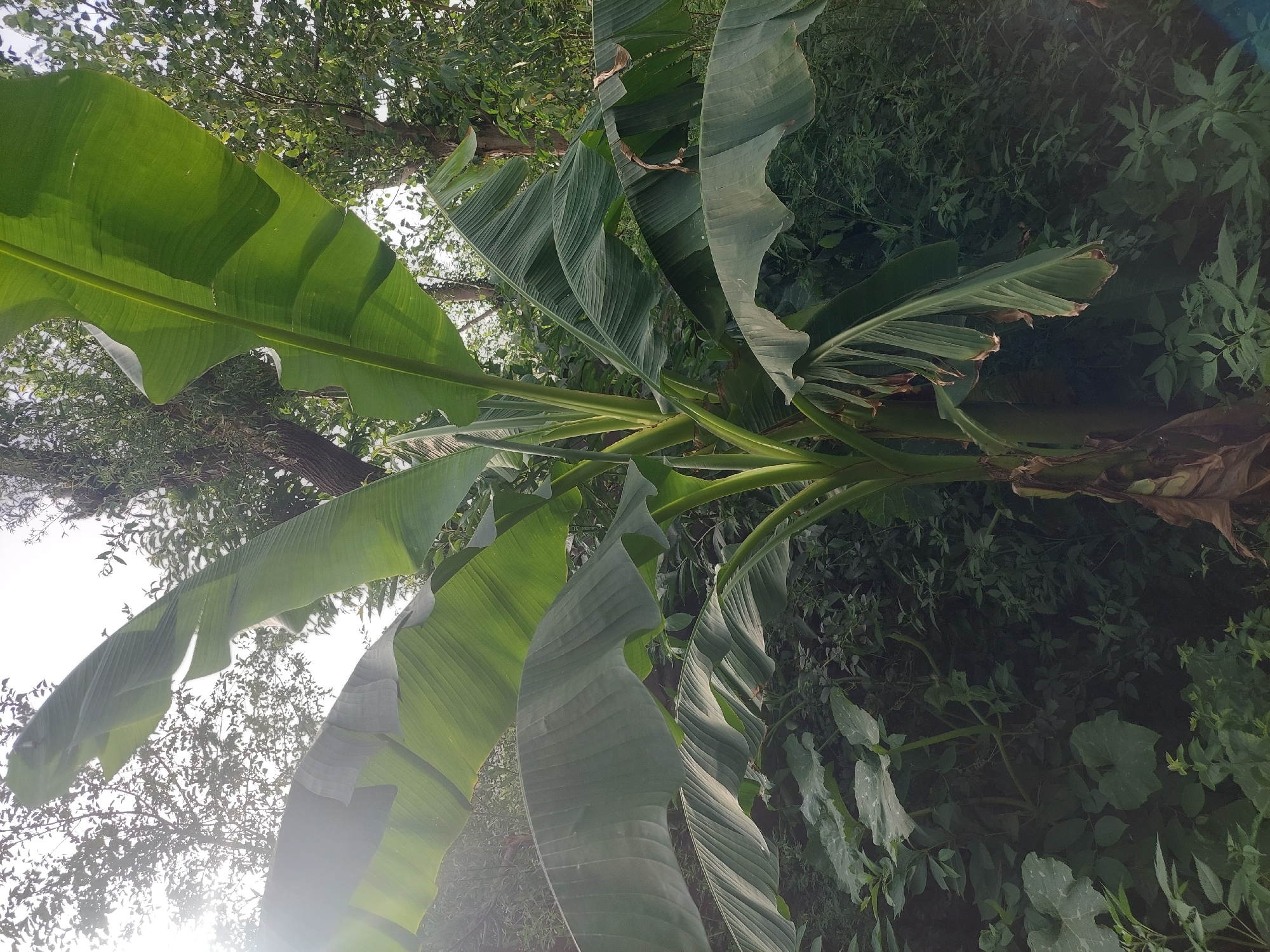A banana tree stands tall with large, vibrant green leaves dominating the frame. The sun shines through the canopy, casting a bright glare on some of the leaves and creating lens flare. The tree is surrounded by lush green vegetation, including what appear to be large-leafed plants, possibly squash vines, and other leafy plants. The background consists of more greenery and trees, suggesting an outdoor, natural setting. The overall impression is one of a thriving plant in a garden or natural landscape.