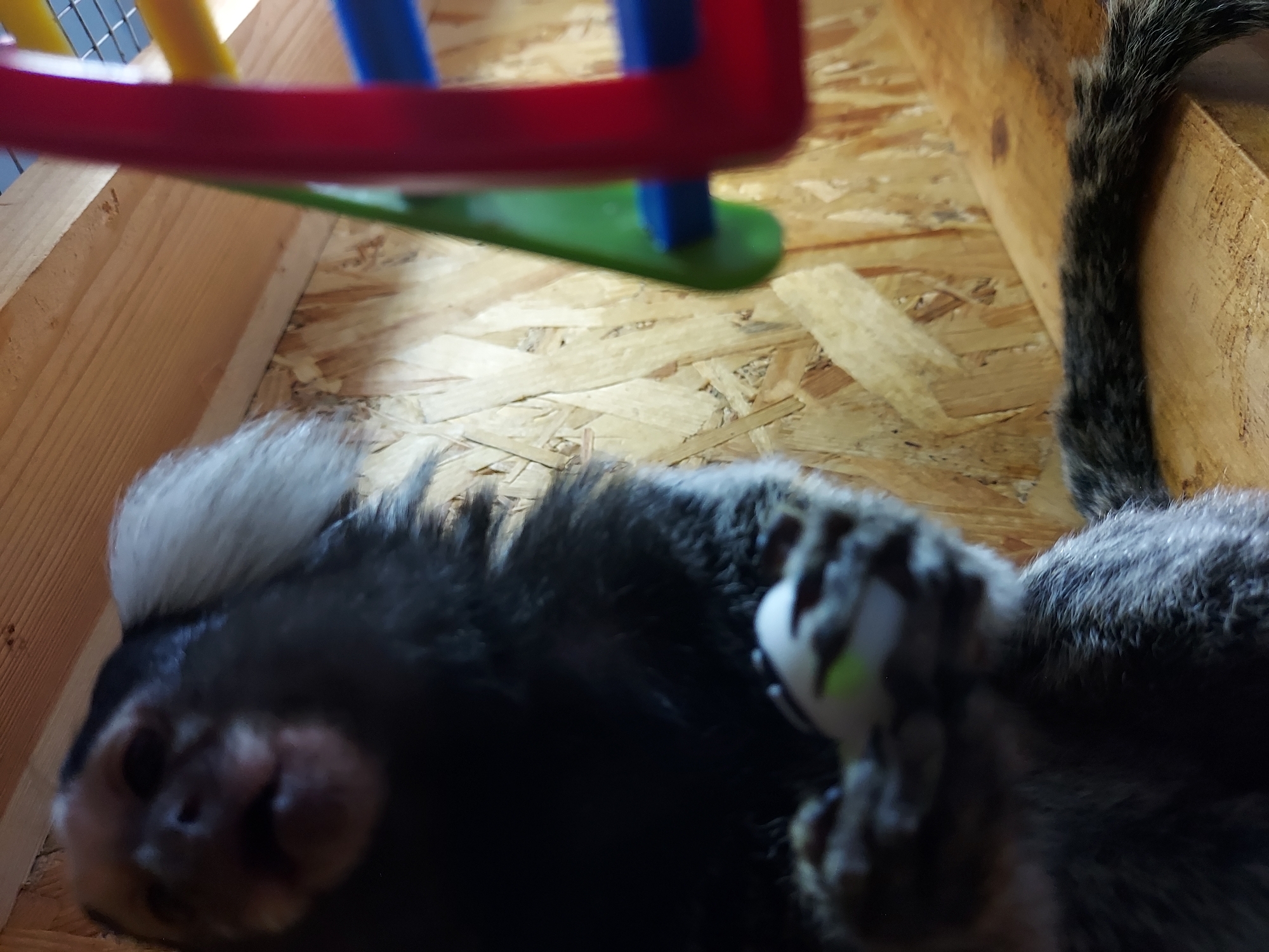 A low-angle, close-up image depicts a common marmoset positioned centrally within an indoor enclosure. The primate, characterized by dark fur, prominent white ear tufts, and a mottled grey-and-black striped tail, faces the camera. Its face is slightly out of focus, showing pinkish skin around an open mouth. The marmoset's forelimbs are raised, grasping a small, white, ovoid object with a distinct lime green marking. Its bushy tail extends rightward, resting on a light-colored wooden plank. The background is composed of oriented strand board (OSB) panels and additional light wooden planks in the upper frame. To the right, a significantly out-of-focus multi-colored plastic structure, featuring red, green, and blue elements, suggests a toy or climbing apparatus. The location is Unknown, Unknown.