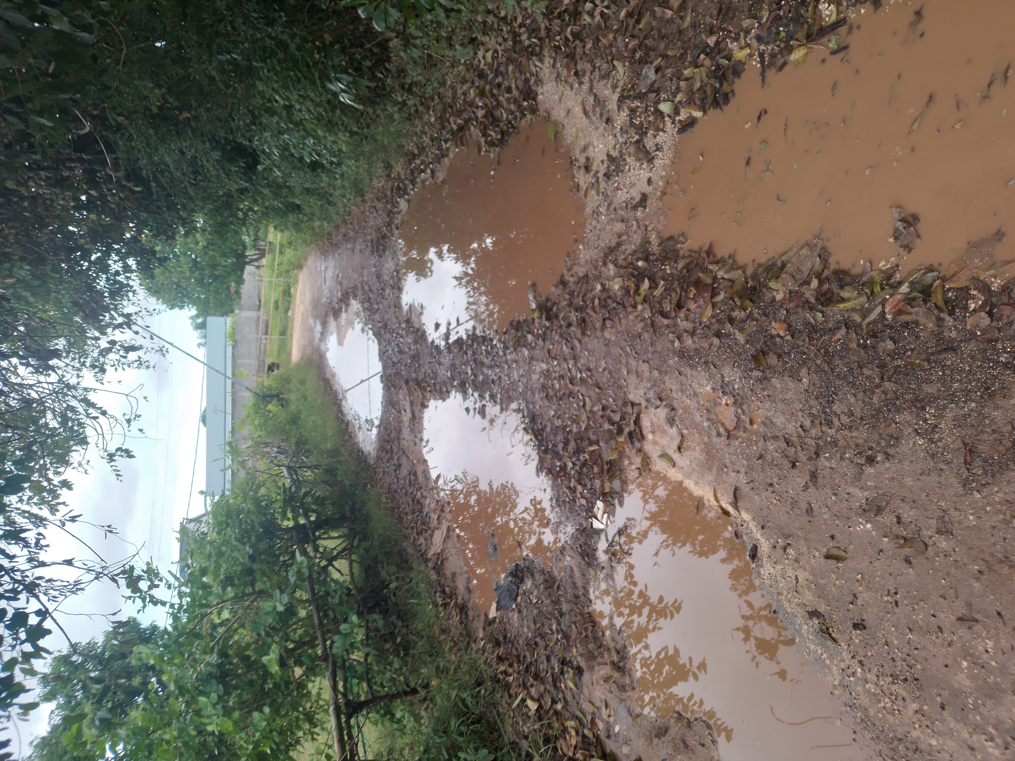 The image displays a muddy, unpaved path or track, heavily marked by several large, brown puddles. The water in the puddles reflects the bright, overcast sky and the surrounding lush green foliage. Fallen leaves and damp soil are visible along the path's edges and partially submerged within the puddles.
Both sides of the path are lined with dense, green vegetation, including trees and bushes, some of which overhang the path. The overall setting appears to be natural and somewhat rural or semi-urban. In the background on the left side, faint outlines of a light-colored building or structure with a roof, and possibly a simple wooden fence, can be seen through the trees.
No people or animals are present, and no specific activity is taking place. The abundance of muddy puddles strongly indicates recent rainfall. The scene is illuminated by daylight. No visible text is present. The verdant environment is consistent with the location context of Kuta Selatan, Indonesia, suggesting a tropical or subtropical climate.