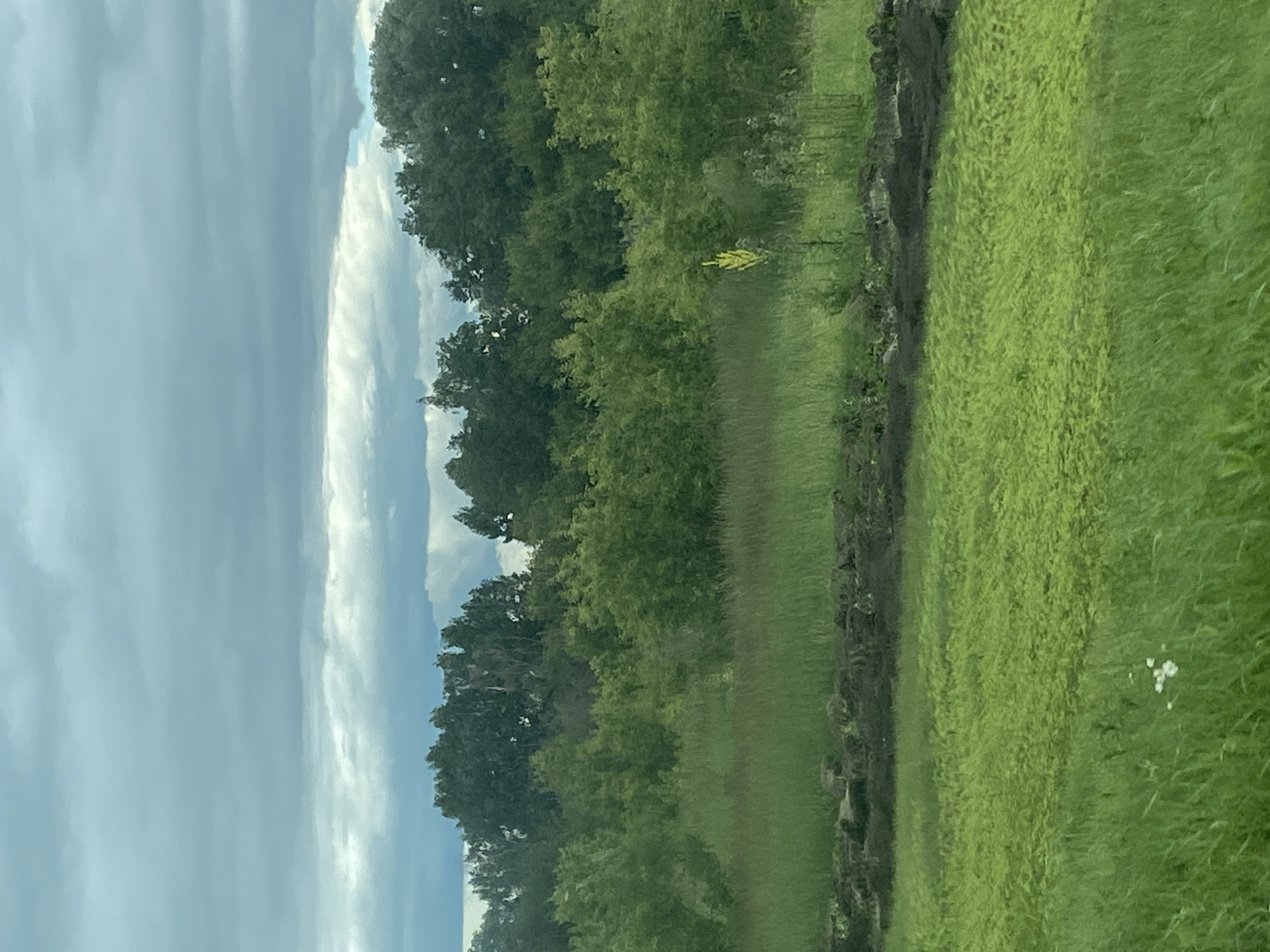 A wide shot captures a natural landscape under a cloudy sky, likely on the outskirts of Nadezhdino, Russia. The foreground features lush green grass, with a patch of lighter green vegetation or ground cover slightly further back. A dark, uneven strip of earth or rock runs horizontally across the mid-ground, separating the lighter green patch from a dense line of trees and foliage. These trees form a green barrier extending across the middle distance, with some appearing taller and darker than others. The sky above is filled with heavy, gray clouds, with hints of light breaking through in some areas. No people or animals are visible in the frame.