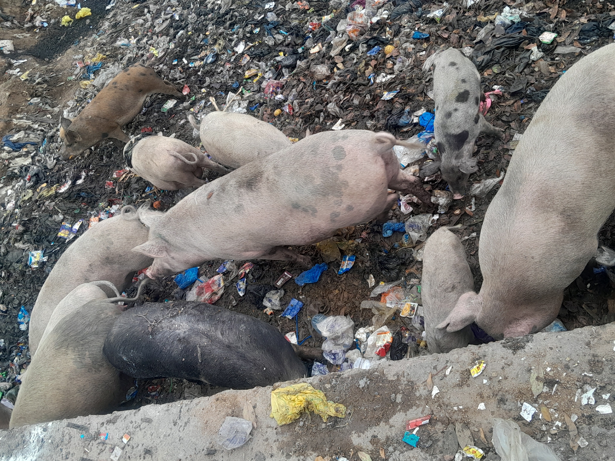 The image depicts a group of pigs foraging in a large pile of refuse, seemingly at a landfill. There are at least eight pigs of various sizes and colors (pink, brown, black) in the frame. The pigs are interspersed among the trash, their snouts buried in the debris, apparently searching for food. The background is filled with discarded items like plastic bags, packaging, food containers, and other unrecognizable trash. The ground visible near the bottom of the image suggests a concrete structure, possibly a retaining wall or the edge of a dumping area. The location is Jos, Nigeria, a city in Central Nigeria. There are no people visible in the image.