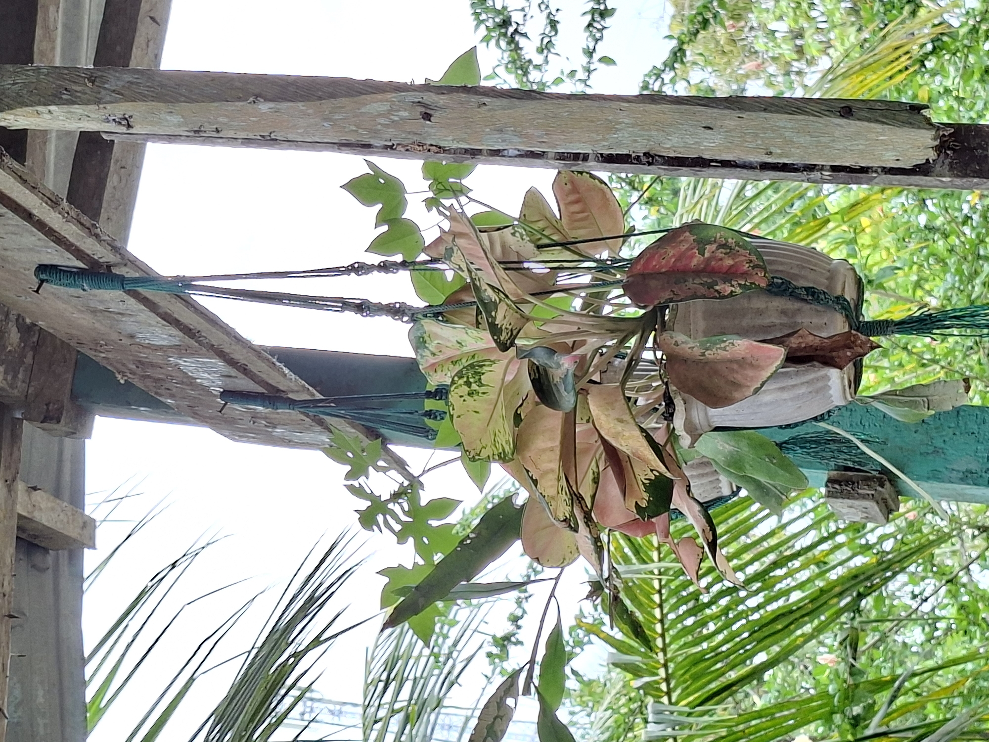 The image captures a potted plant hanging outdoors, suspended from a weathered wooden beam. The plant features striking variegated leaves, displaying a mix of green, pink, and reddish hues, characteristic of an Aglaonema. It is held in a grey or light-colored pot, secured by green ropes or strings that are tied to the wooden structure above.
The wooden beam appears rustic and robust, forming part of a larger, unseen structure. Behind the hanging plant, the background is dominated by a bright, clear sky, indicating it is daytime. Below and around the plant, a dense array of green foliage is visible, including distinct palm fronds and other leafy plants, suggesting a lush, tropical or subtropical environment. The overall impression is one of an informal garden or outdoor space.
There is no specific activity or event taking place; the scene depicts a static arrangement of the plant within its natural surroundings. No people are visible, and there is no discernible text within the image. The bright natural light suggests good weather conditions. The location context of Meunasahreudeup, Indonesia, aligns well with the tropical vegetation shown.
