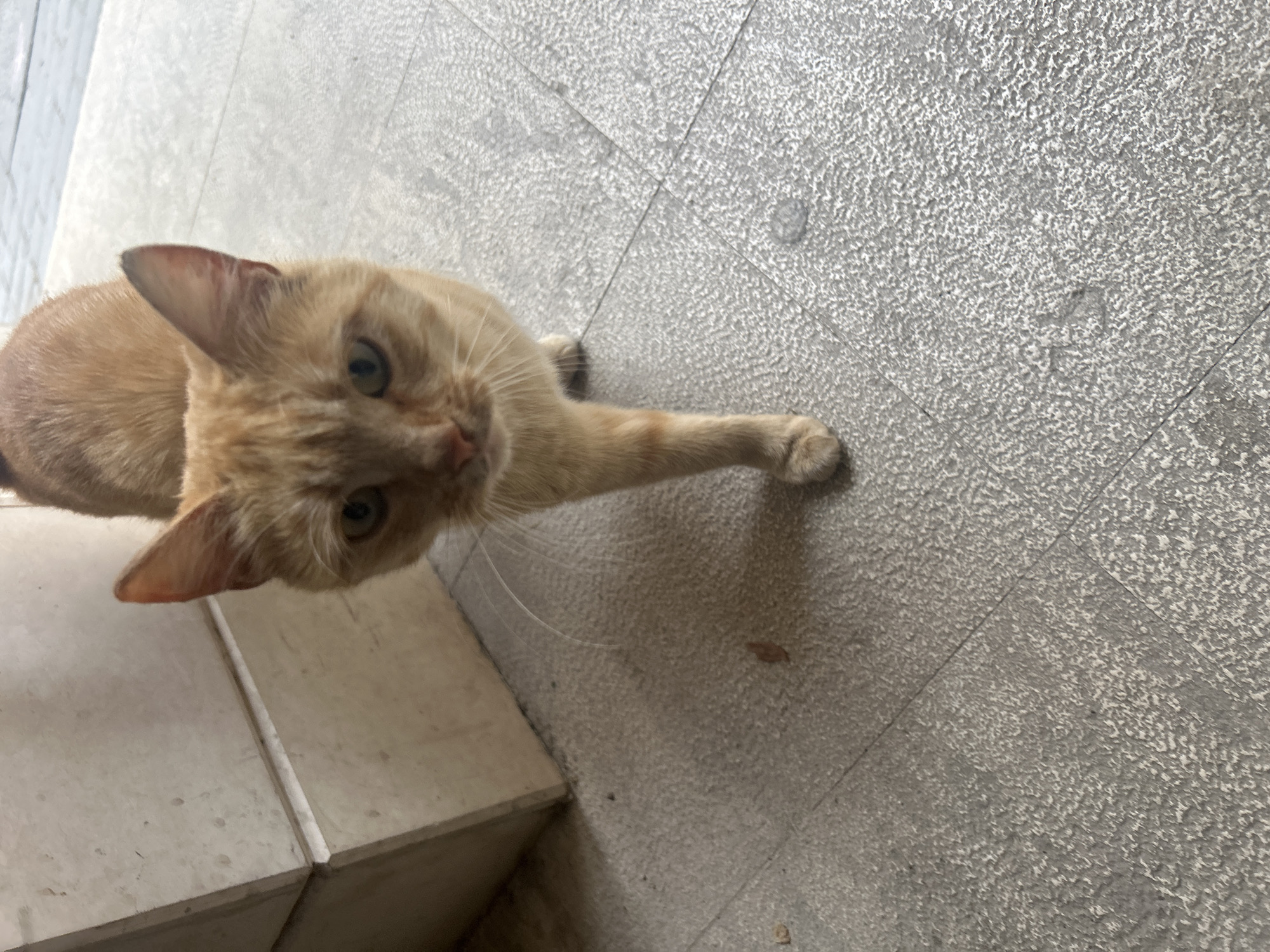 A medium shot of a tan cat with green eyes is positioned at a high angle, extending its right paw towards the upper right of the frame. The cat is partially situated on a tiled surface of indeterminate color. A lighter-colored set of tile steps is visible in the lower left corner of the frame. The background consists of more tiles of an indeterminate color. There is no discernible evidence to pinpoint the location of the image to the city of Varna, Bulgaria. No people are visible in the image.