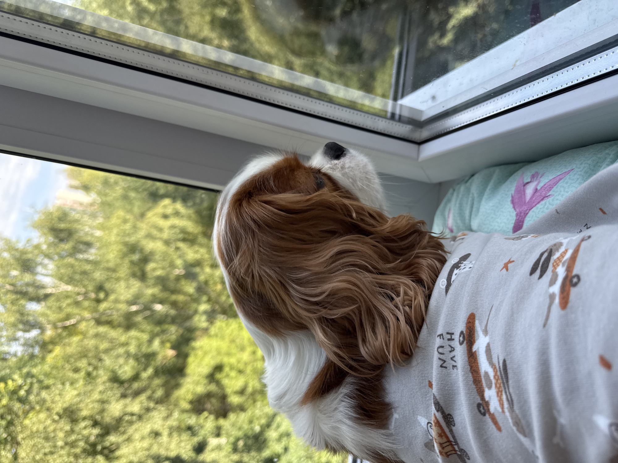 A Cavalier King Charles Spaniel dog is looking out of a window, with its head and upper body visible. The dog has brown and white fur and is wearing a gray onesie with a pattern of skateboards and text that reads "HAVE FUN." The dog is resting its head on a light blue blanket with a pink bird design. The window overlooks a green, leafy outdoor environment, likely a park or residential area with trees. The scene suggests a domestic setting, possibly an apartment or house with a view of nature.