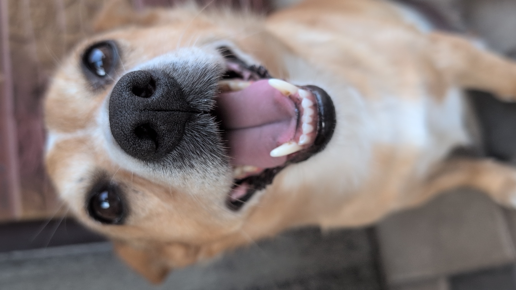 A close-up, eye-level, vertical shot shows a tan and white dog with its mouth open, panting. The dog's nose is black and wet, and its tongue is pink and visible. Its teeth are white. The dog's eyes are dark brown and are looking up towards the camera. The background is blurred, but appears to be outdoors with some greenery and possibly a brick wall. The image was taken in Izmail, Ukraine.