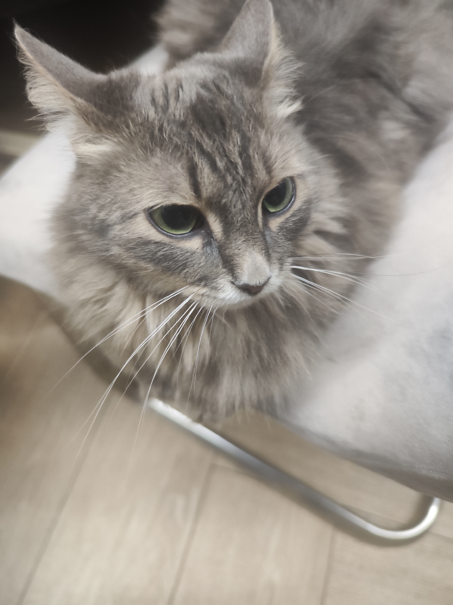 A medium-length gray tabby cat with green eyes is sitting on a white cushion on a chair. The background is a blurred combination of dark brown and light wood. The location is unknown and there is no evidence to suggest it is in Chaikovsky, Russia.