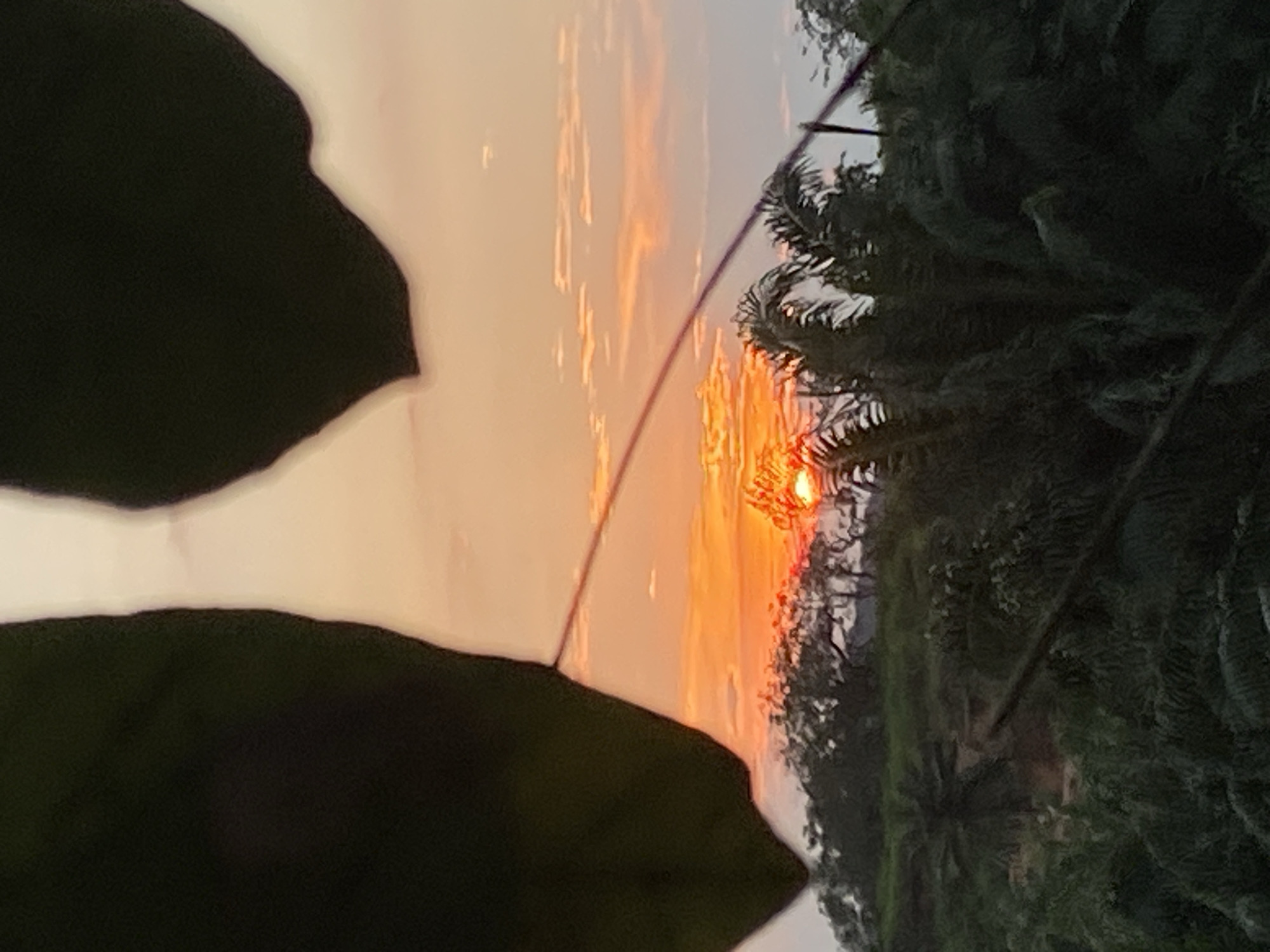 An outdoor, vertical, medium shot captures a fiery sunset over a densely vegetated landscape in Unwana, Nigeria. Two large, dark green leaves dominate the foreground, partially obscuring the view. The sky is a vibrant gradient of orange, yellow, and pink, with wispy clouds scattered across it. Below the sky, a line of silhouetted trees and palm fronds create a dark, textured horizon. The sun itself, a brilliant orange orb, is partially visible just above the treeline, casting a warm glow on the scene. The overall impression is one of natural beauty and tranquility, with the vibrant colors of the sunset creating a dramatic and captivating focal point.