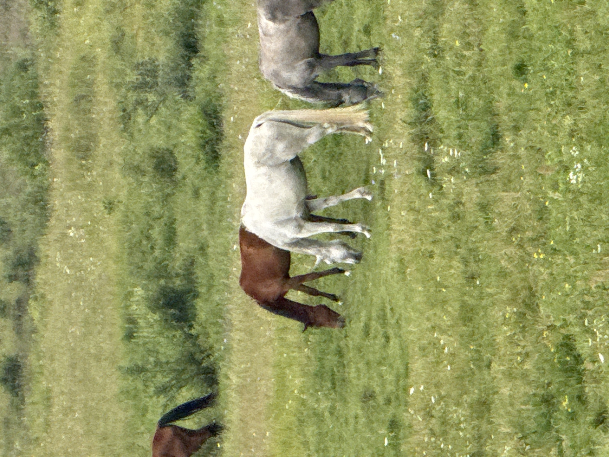 The image depicts a group of horses grazing in a grassy field in Galinė, Lithuania. There are four horses visible in the frame. On the far left, partially visible, is a dark-colored horse, with its hindquarters and tail in view. To its right, a brown horse is grazing, its head down. Next to the brown horse is a white horse, also grazing with its head lowered. On the far right, a grey horse is grazing, its head down. The environment is a natural setting with tall green grass and scattered wildflowers. The background is a blurred landscape of greenery, suggesting a rural or park-like area. The lighting appears to be natural daylight, with no artificial light sources visible. The image is taken from a slightly elevated perspective, looking down at the horses.