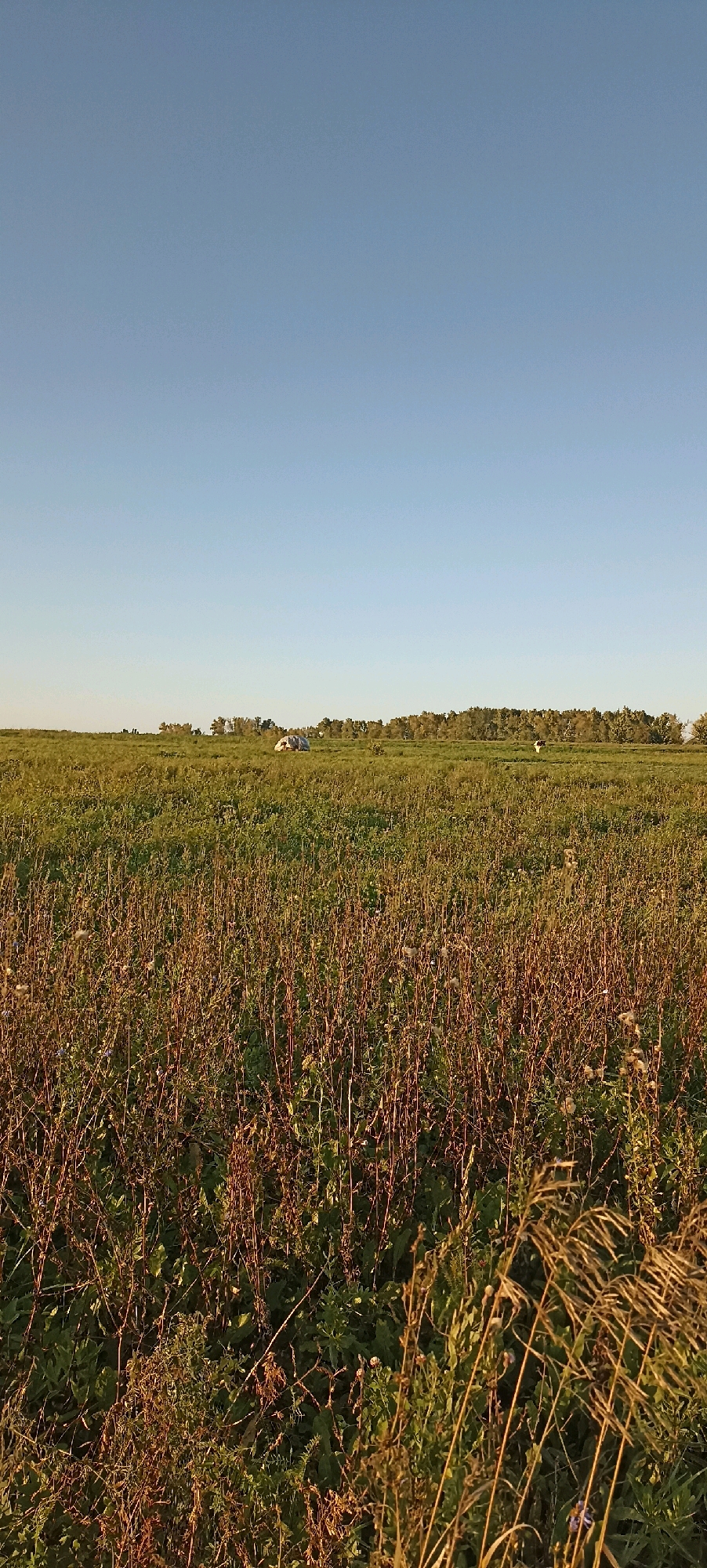 The image depicts a wide expanse of tall, dry grasses and green vegetation under a clear blue sky. In the distance, a line of trees forms the horizon, and within the field, there are a few scattered objects. One object, appearing white and possibly covered with a tarp, is located in the middle ground. Further to the right, a black and white animal, likely a cow, is visible grazing. The foreground is dominated by the dense growth of dry stalks. The location is identified as Maldykasy, Russia.