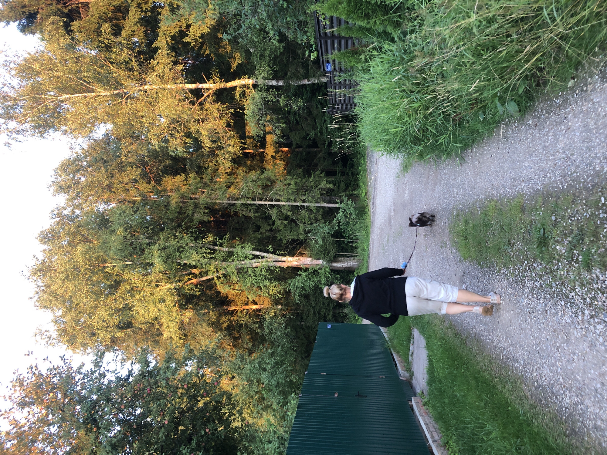 A woman and a dog walk along a gravel path in a wooded area. The woman is wearing a black hooded jacket and light-colored shorts, with her hair pulled up in a bun. She is holding a leash attached to the small dog, which is walking slightly ahead of her. To the left of the path is a tall, dark green corrugated metal fence. The path is bordered on the right by tall, overgrown green grass. The background is filled with a dense forest of various trees, with sunlight filtering through the leaves, creating a warm, golden glow. The scene appears to be in a rural or suburban setting, possibly a dacha or garden community.