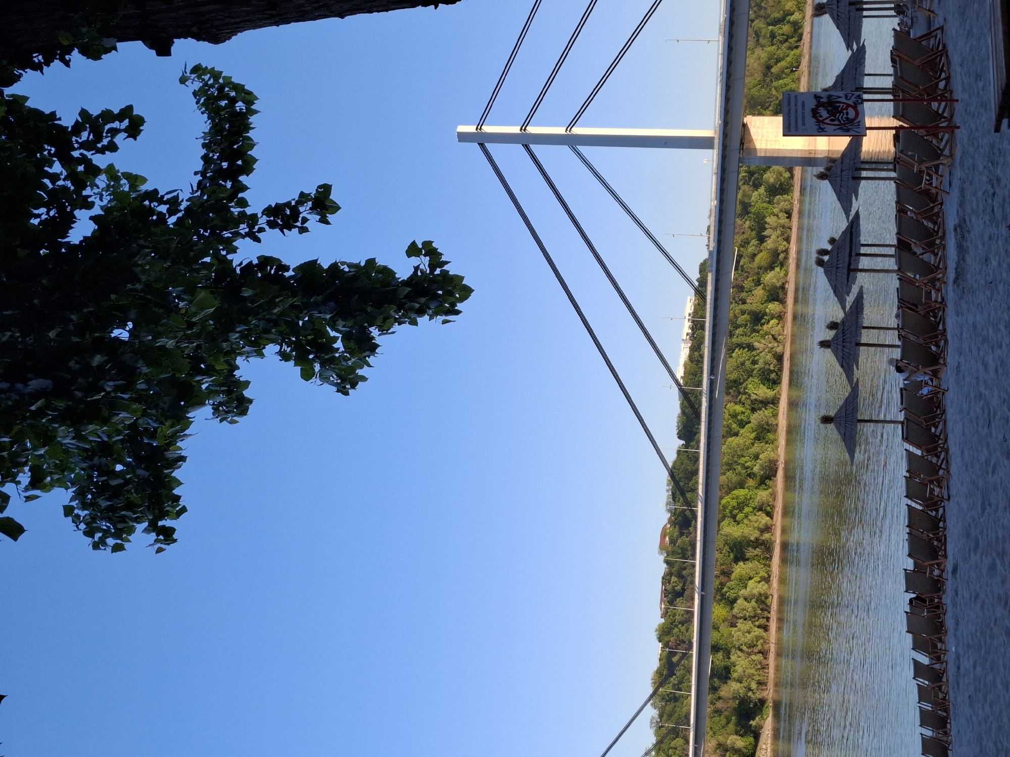 The image shows a view of the Danube river and the Liberty Bridge (Most Slobode) in Novi Sad, Serbia. A tree with dense foliage is partially visible in the upper left corner of the image. The Liberty Bridge, a cable-stayed bridge, spans the river from the upper left to the lower right. The river is bordered by a tree-lined embankment on the far side. On the near side, there is a sandy beach with rows of beach chairs and sun umbrellas. A sign is visible in the background, close to the bridge, its text illegible. The sky above is clear and blue.