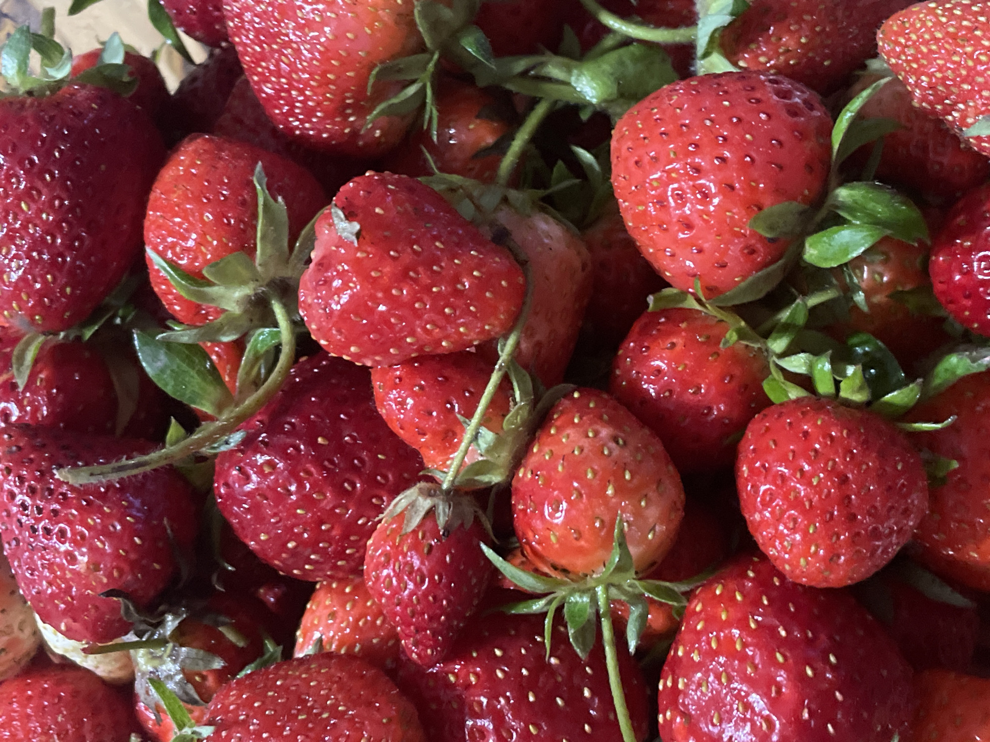 A close-up overhead shot shows a pile of fresh, red strawberries with green stems and leaves. The strawberries are densely packed, with varying shapes and sizes. Many appear to be slightly wet or glistening, suggesting they may have been recently washed. The scene appears to be indoors. No people are visible in the image. The location is Unknown, Unknown.