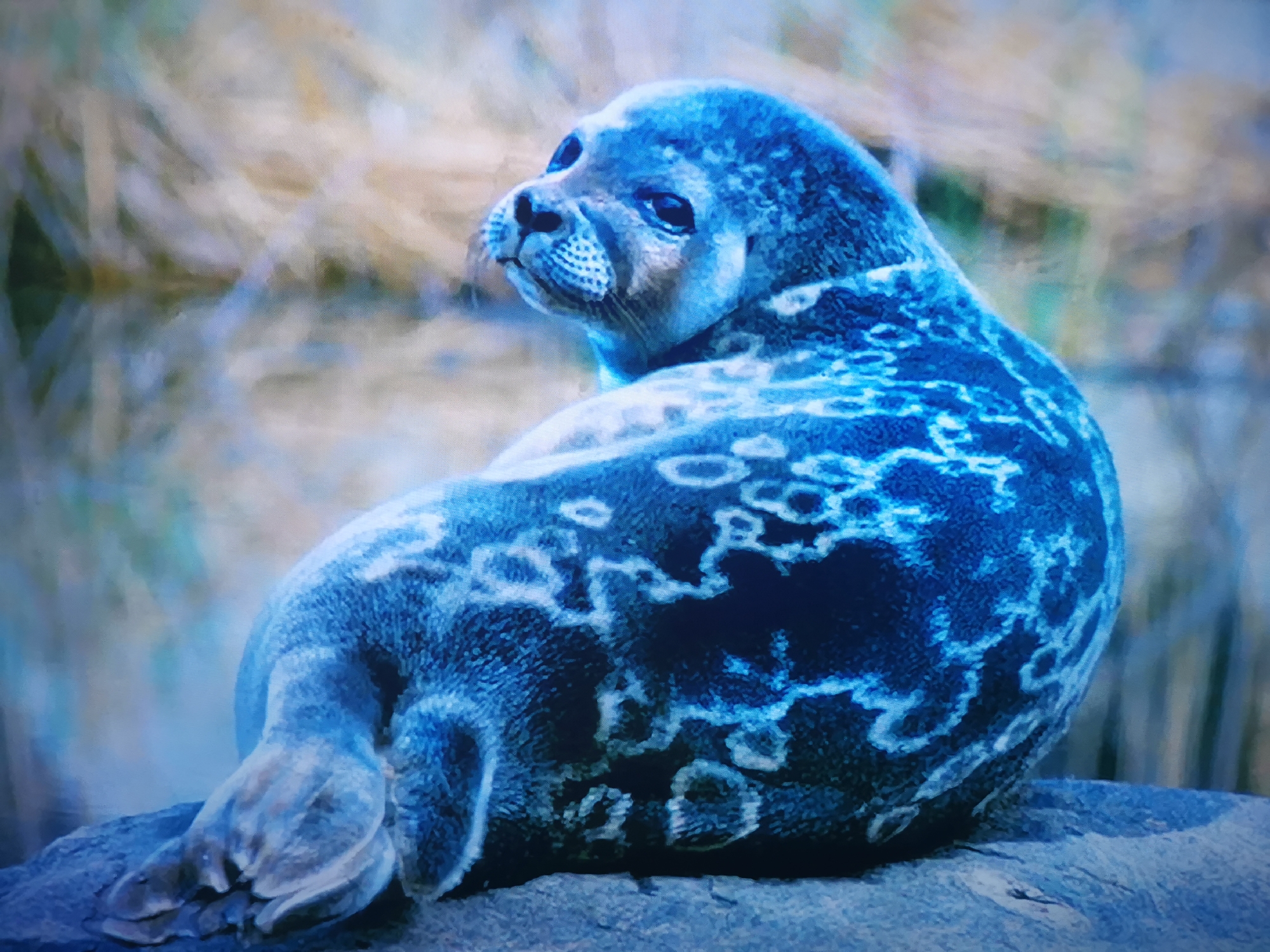 A seal is lying on a rock with its back to the camera, looking over its shoulder. The seal is mostly blue with some white markings. The background is blurred and appears to be grass or reeds. The time of day and weather are not discernible from the image.