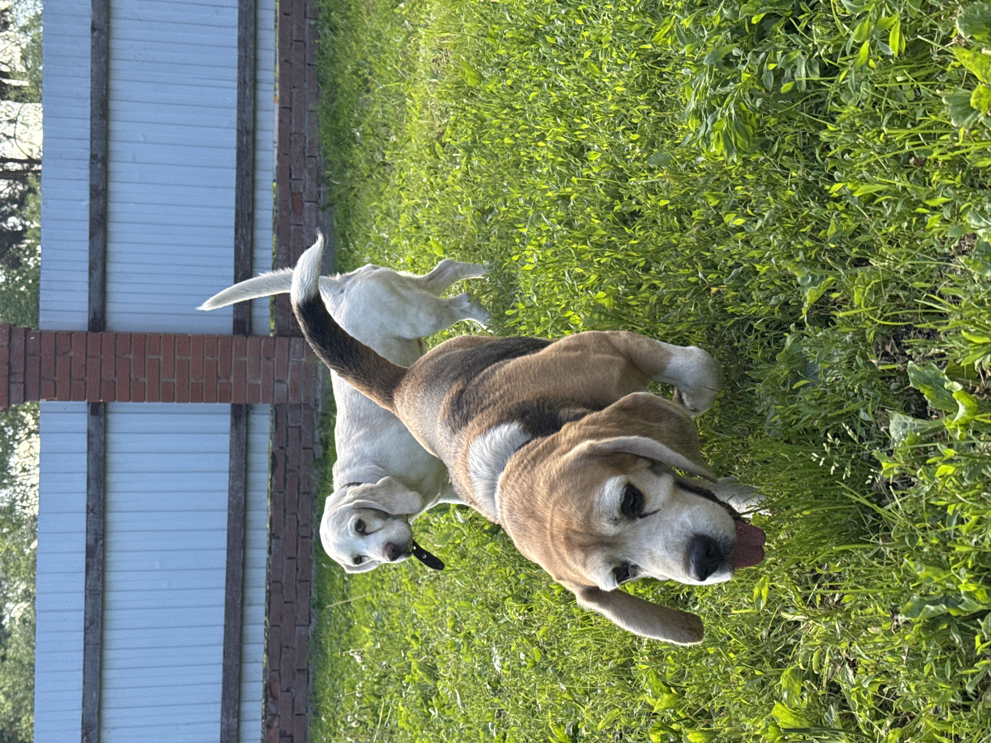 In Rusalevka, Russia, two dogs are in a grassy yard. A Beagle in the foreground is looking down with its tongue out, its body angled towards the left. Behind it and slightly to the left, a white dog with floppy ears is looking to the right. A light-colored fence runs across the background, with a brick pillar on the right side of the frame. The ground is covered in green grass and some scattered weeds.