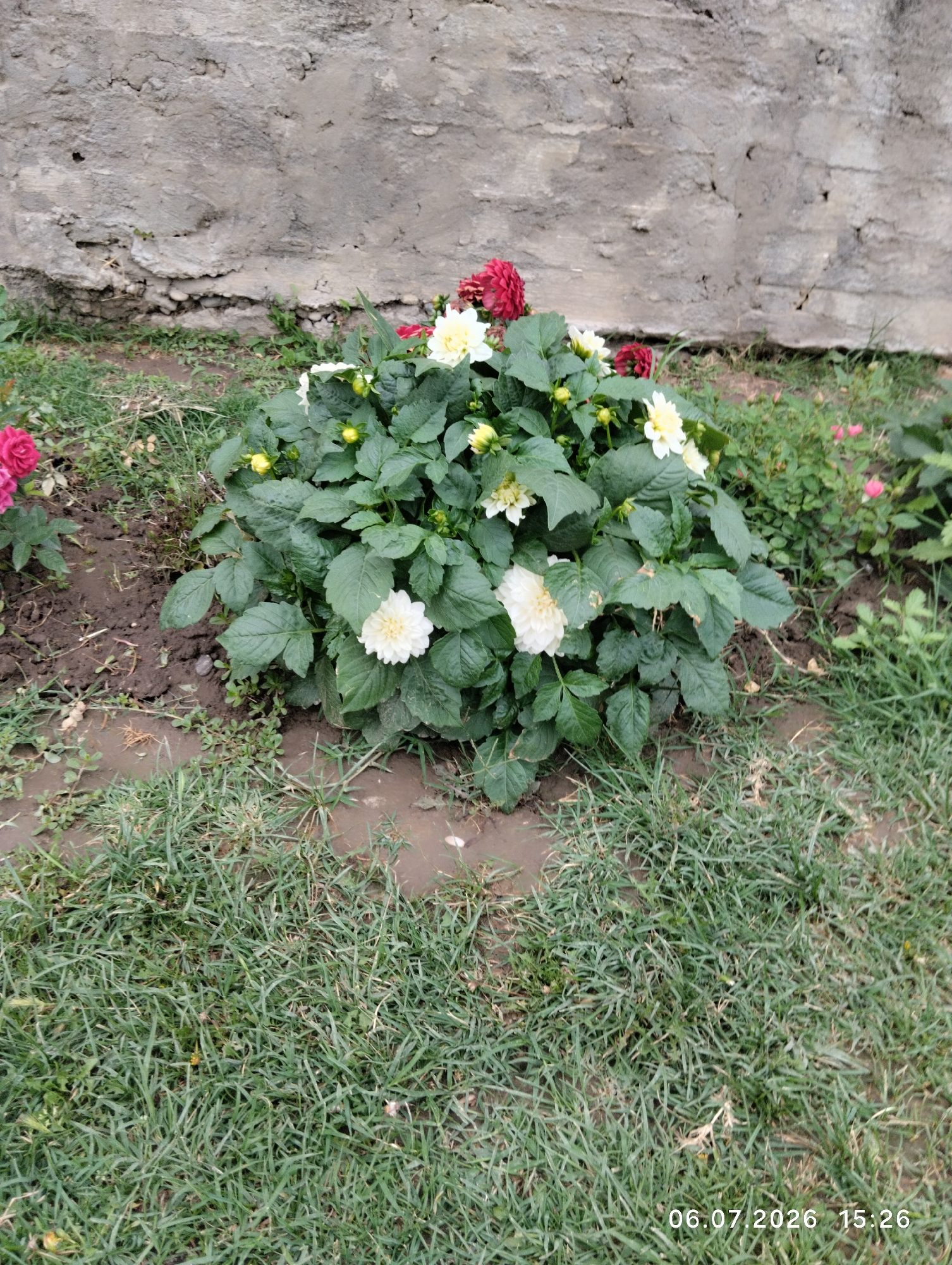 A close-up, medium shot captures a dense bush of white and red dahlias in bloom, situated in front of a rough, grey concrete wall. The flowers are vibrantly colored, with delicate petals. The ground around the bush is a mix of dark soil and green grass, with some patches of mud visible. The wall appears weathered and textured, suggesting an outdoor setting. The lighting suggests it is daytime.