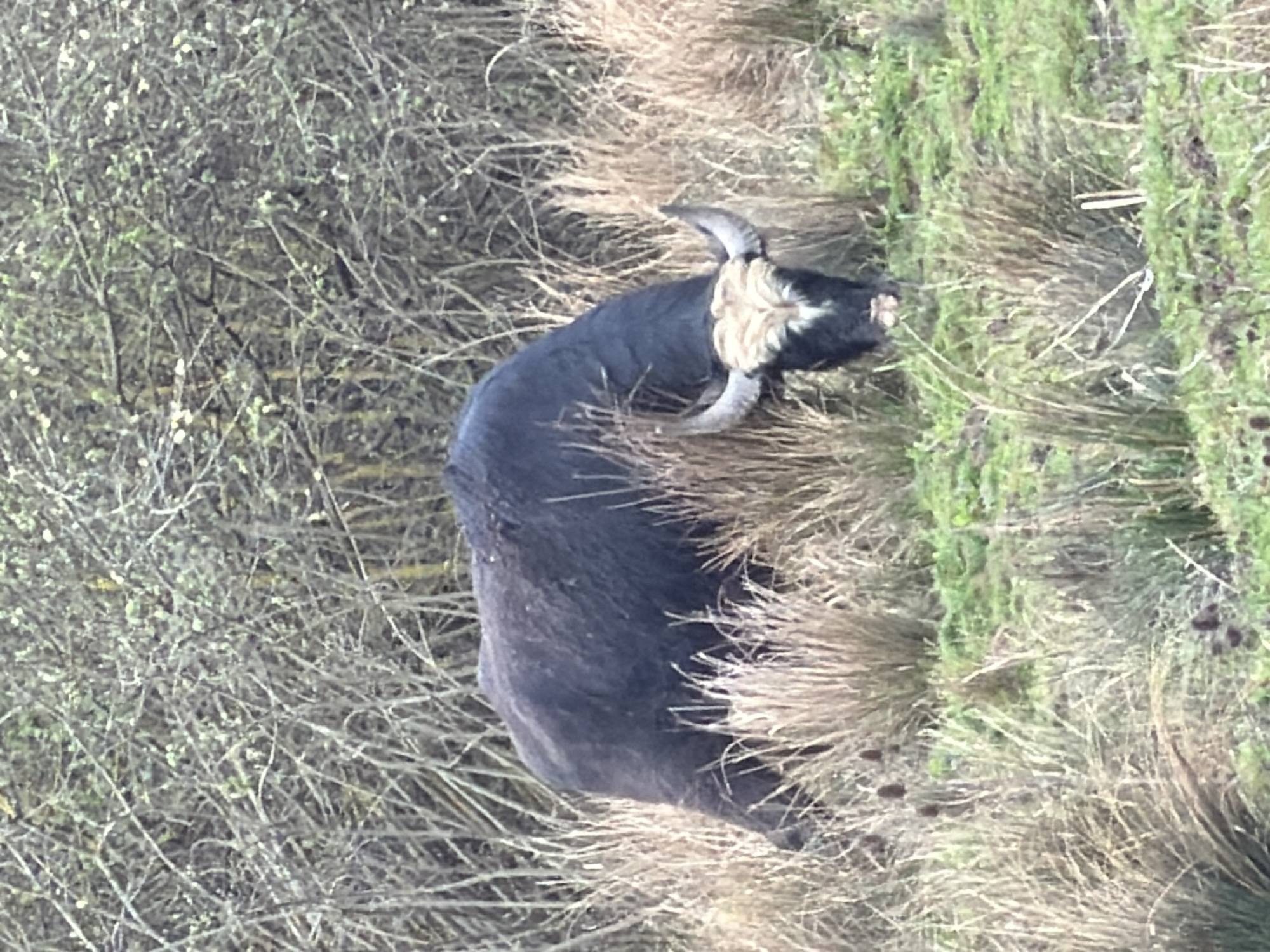 The image shows a black and white horned cow standing in a grassy field adjacent to a bushy area. The location is unspecified, but the prompt suggests it might be in Esch-sur-Alzette, Luxembourg. The cow is the primary subject and is surrounded by dry grass and green vegetation. The bushy area borders the grassy field. The cow appears to be grazing or resting in the field.