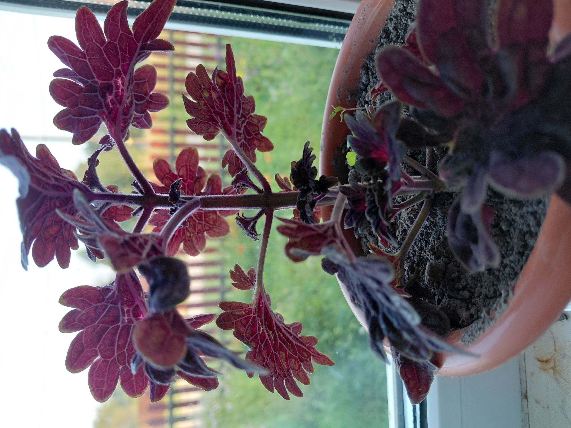 The image shows a close-up view of a potted plant, likely a coleus, with deep red and purple leaves. The plant is situated on a windowsill, with a blurred background of a garden and a wooden fence, suggesting an outdoor setting beyond the window. The pot is made of terracotta. The soil in the pot is visible and appears to be a mix of dark soil and perlite. There are no people or animals visible in the image. The lighting suggests it is daytime. The overall impression is a still life of a houseplant.