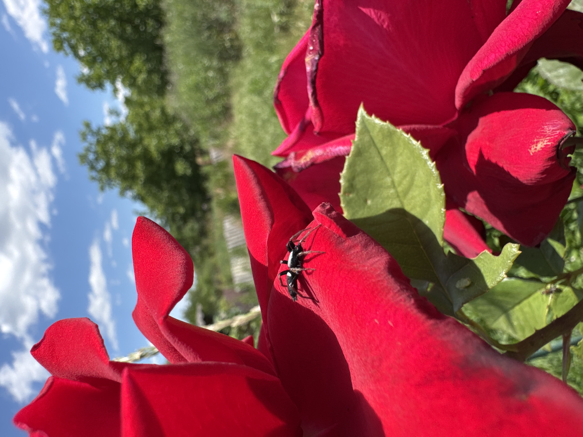 A macro photograph captures a small, black spider with white markings on its body, resting on a vibrant red rose petal. The rose is in focus, with its velvety petals dominating the foreground. In the background, a blurred landscape unfolds under a bright blue sky dotted with white clouds. Lush green trees and vegetation are visible, suggesting an outdoor setting. The image appears to be taken in a garden or park, possibly in the city of Rozdilna, Ukraine, given the context of the prompt. There are no people visible in the image. The spider's delicate legs are spread out, and its body is positioned centrally on the petal. The lighting suggests a sunny day, casting subtle shadows on the rose.
