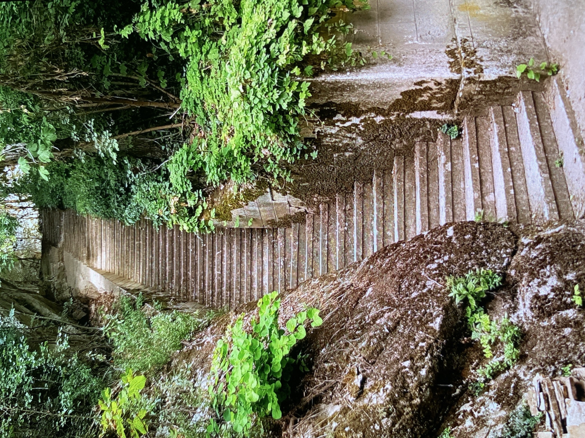 The image displays a long, winding outdoor staircase, appearing to descend into a lush, overgrown natural environment. The stairs are constructed from a light-colored stone or concrete, but are heavily aged and covered in patches of dark green and brown moss, algae, and damp stains, suggesting a humid or frequently wet setting.
Dense, vibrant green foliage, including trees, bushes, and various leafy plants, flanks the staircase on both sides. On the left, the vegetation forms a thick, verdant wall, almost engulfing the path further down. On the right, large, moss-covered rock formations or earthen banks rise alongside the steps, also dotted with small green plants and clinging moss. The overall impression is one of nature reclaiming a man-made structure.
The scene is illuminated by natural daylight, indicating it is daytime, with soft, diffused light highlighting the textures of the foliage and the worn surfaces of the stairs. There are no people visible, and no discernible text can be found anywhere in the image. The staircase appears to stretch a considerable distance, disappearing into the greenery at the bottom. This serene and somewhat ancient-looking path is located in Bankya, Bulgaria.