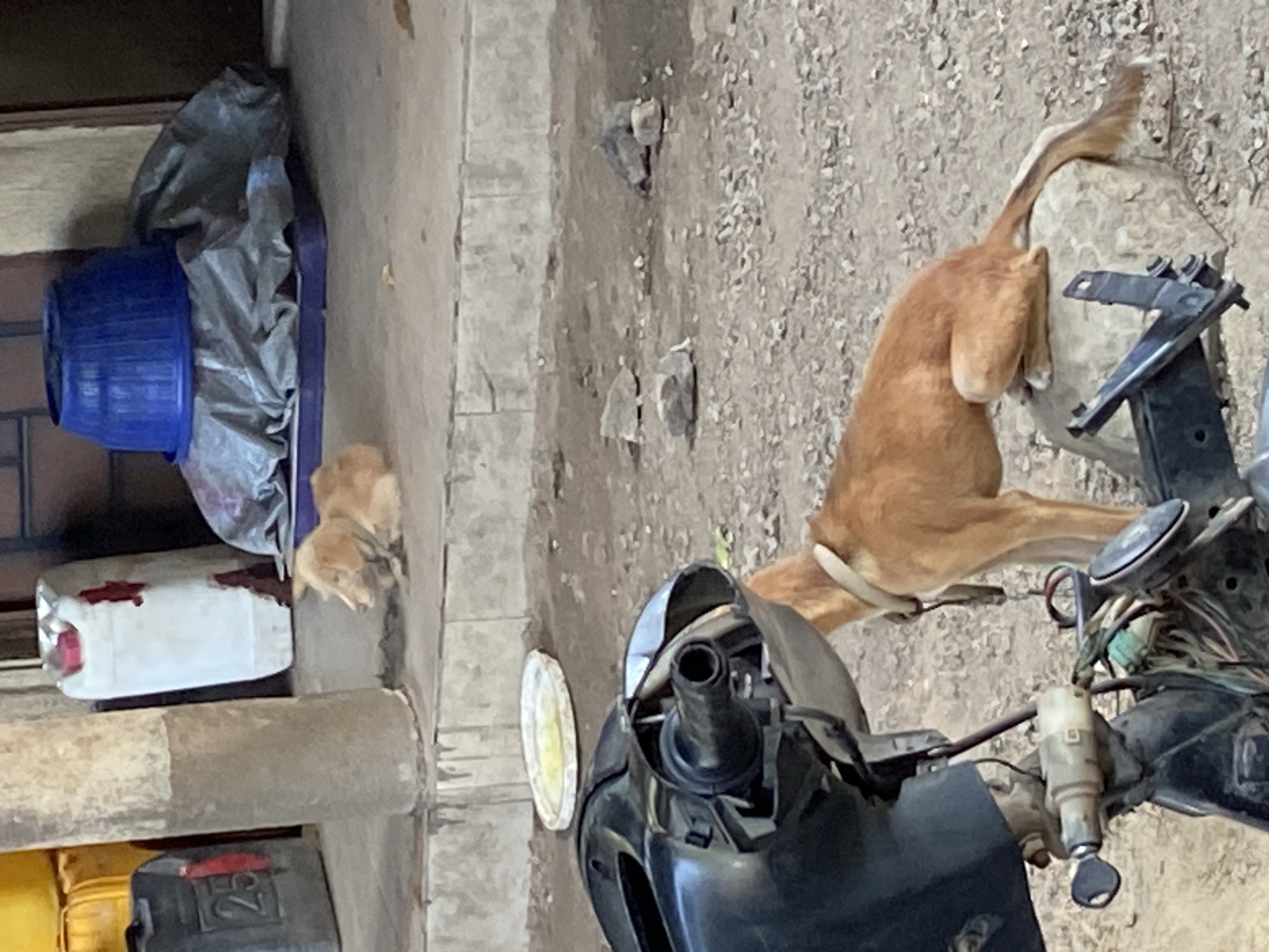 This vertical shot, taken in Mararaba, Nigeria, captures an outdoor scene dominated by animals and parked items under bright daylight. The ground is a mix of compacted dirt and gravel, with concrete surfaces and walls framing the area.
In the center-right, a light brown dog is seen from behind, standing next to a large rock and the front portion of a black scooter or motorcycle. The dog's tail is raised and curled, and its body position suggests it is either sniffing the ground near the rock or in motion. The scooter's handlebars, ignition with a key, and exposed wiring are visible, indicating it might be a utilitarian model. A white, round object, possibly a plastic plate or lid, rests on the ground next to the scooter.
To the left of the frame, two small, light orange or ginger kittens are settled on a concrete ledge or step, near an array of containers. These include a large blue plastic bucket, a gray plastic sheet or tarp covering an unseen item, and a white plastic jerry can with red markings. Below these, a black jerry can clearly displays the number "25" on its side, and a yellow container is partially visible. Concrete pillars or pipes run horizontally across the lower left, contributing to the utilitarian feel of the setting.
The strong, direct lighting indicates a sunny day, likely in the mid-morning or early afternoon, with clear skies. The scene evokes a sense of everyday life in an informal outdoor space, possibly a residential or commercial backyard or a street-side area. No people are visible.