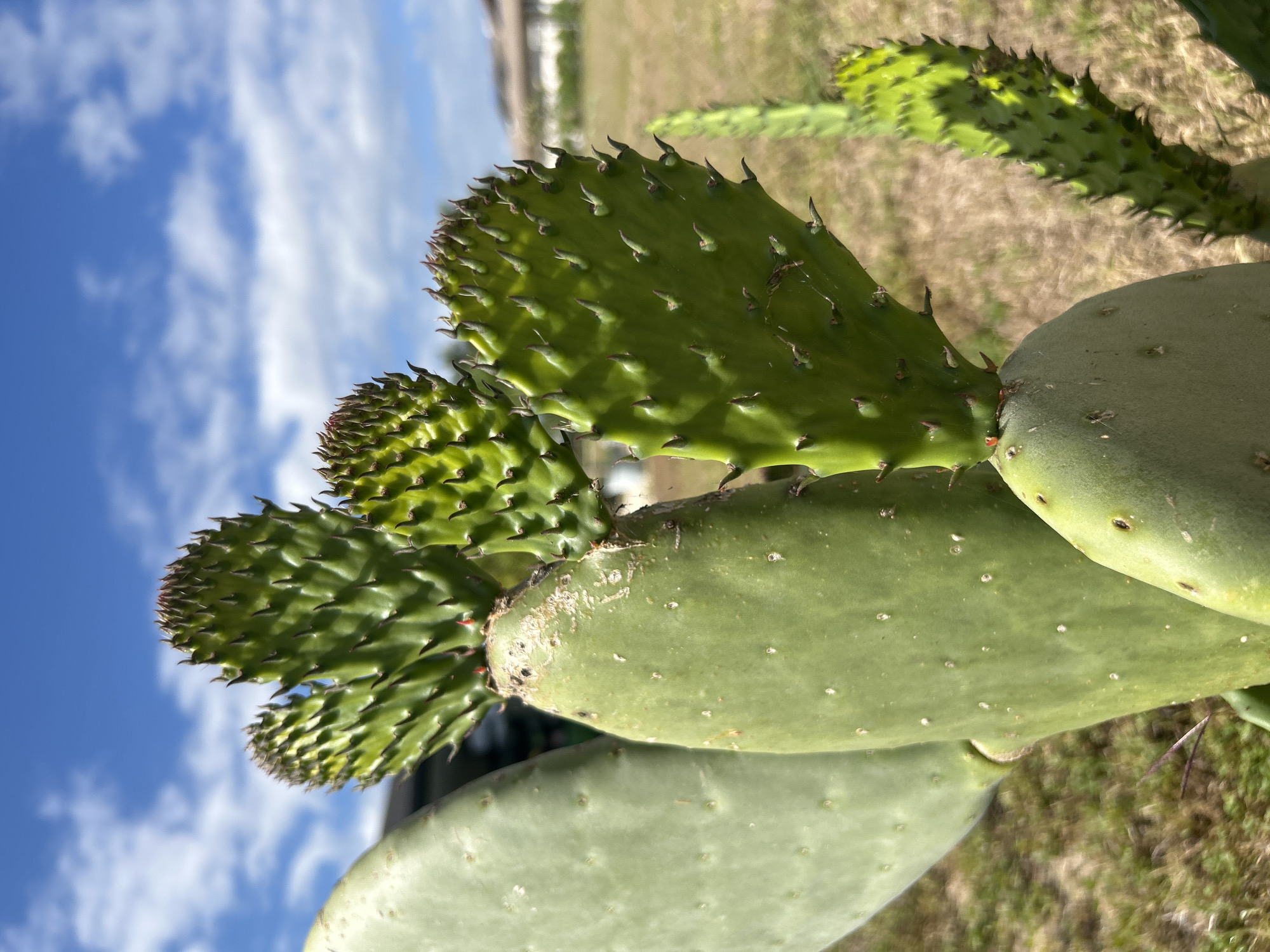 The image shows a close-up of a prickly pear cactus. The cactus pads are green, with visible spines. Some of the pads are younger and smaller, while others are larger and more mature. In the background, there is a grassy area and a blue sky with white clouds. The image was taken outdoors, likely during the daytime. There is no indication of where this picture was taken in the city of Cape Coral, United States of America.