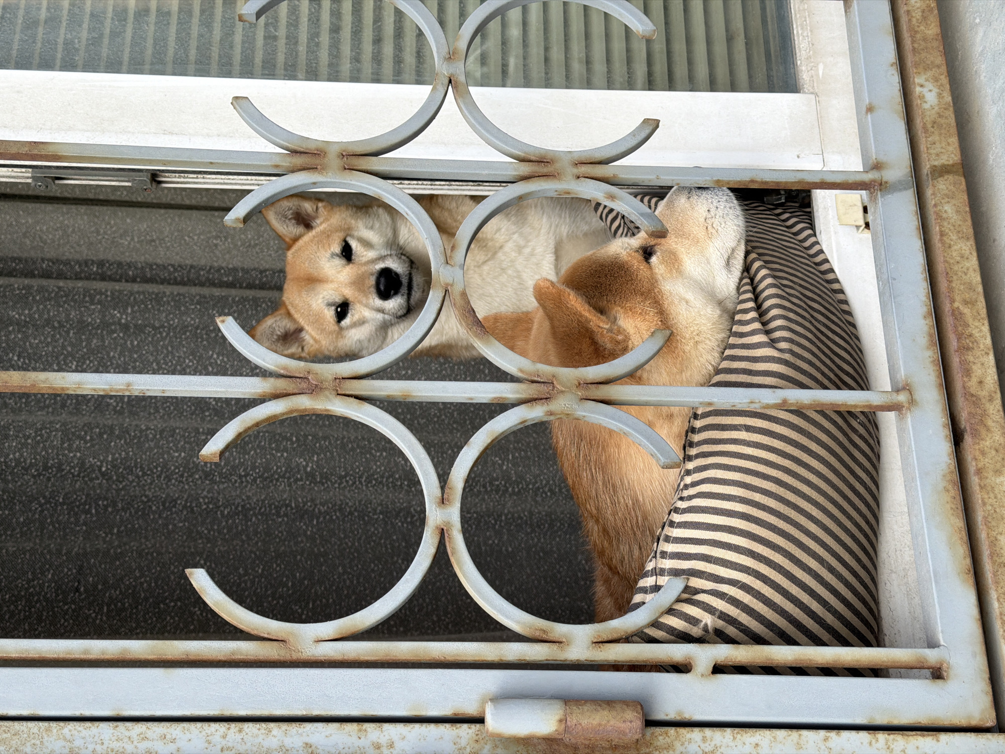 A medium shot shows a Shiba Inu dog sitting in a window, its head poking through a decorative metal grate. The grate has a repeating pattern of stylized "C" shapes arranged in vertical pairs, and is painted a faded gray color with visible rust. The dog on the left has a tan and white coat and looks directly at the camera. Another part of the dog is visible in the window frame on the right, its head tilted up, and its coat a slightly darker shade of tan. Behind the dog is a striped brown and white pillow. The window frame is also painted gray, with rust present, and appears to be slightly open. The background through the grate is blurred and dark. The image was taken during the day. There is no information regarding the location in the city of Moscow, Russia.