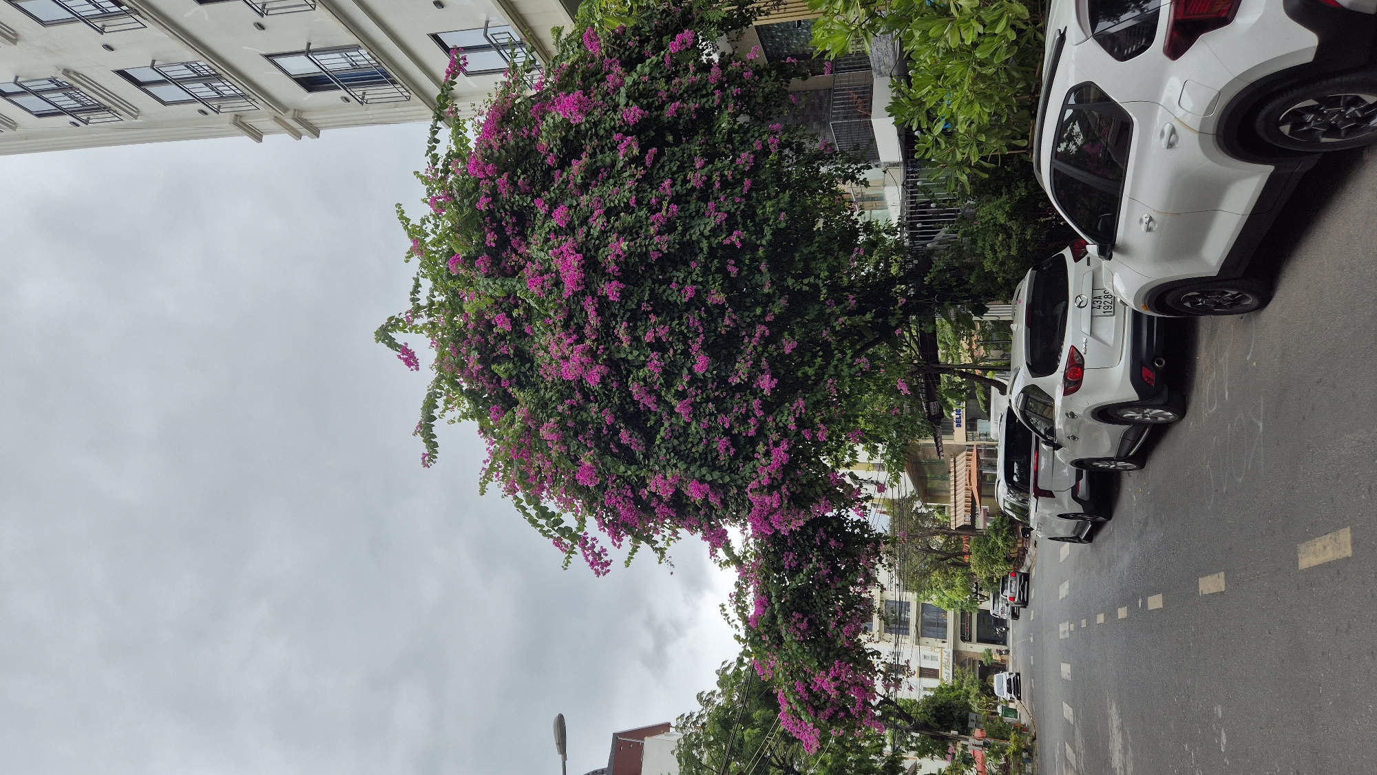 In Đà Nẵng, Vietnam, a vibrant bougainvillea tree with abundant pink flowers dominates the foreground, arching over a street lined with parked white SUVs. The street appears to be in a residential or commercial area, with buildings, including a modern white multi-story structure with balconies, visible on either side. The sky is overcast, suggesting a cloudy day. The cars parked on the right side of the street are facing away from the viewer, with one vehicle's license plate clearly visible, reading "43A 192.89". The road itself is asphalt with yellow dashed lane markings. The scene is static, with no people or active events depicted.