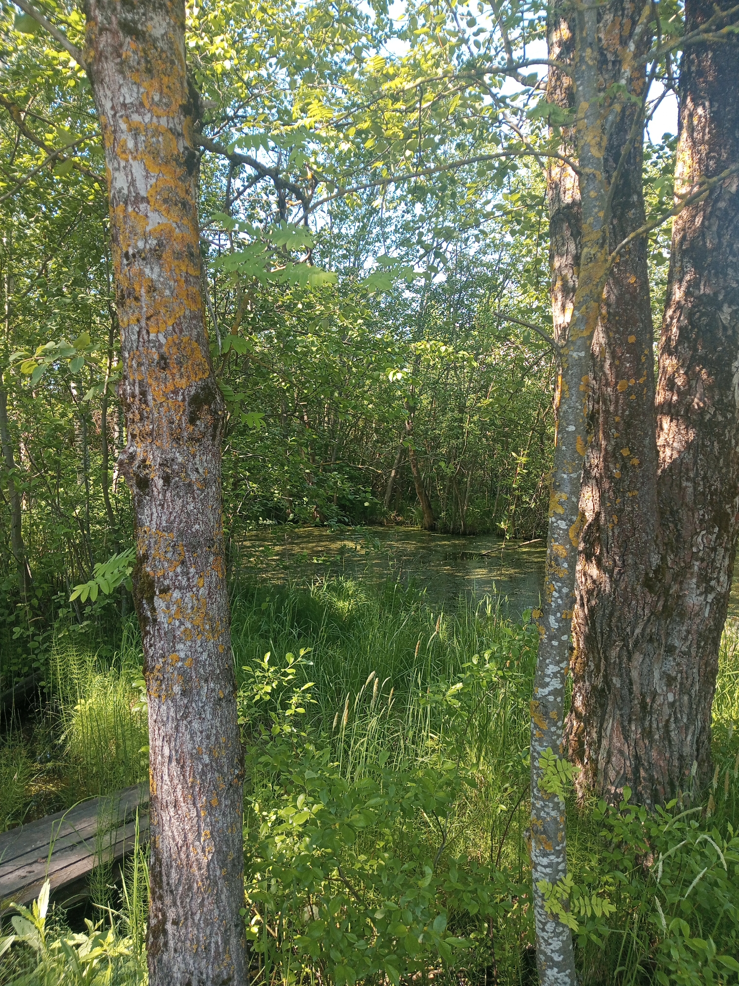 The image displays a lush, verdant natural landscape, likely a forest bordering a wetland or swamp, situated in Kommunar, Russia. Two prominent tree trunks stand in the immediate foreground, framing the central view. The left tree features light gray bark heavily patterned with bright yellow and orange lichen, while the right tree has darker, rougher bark. Both trees exhibit an abundance of light green foliage, characteristic of deciduous species, with branches reaching towards a bright blue sky.
In the mid-ground, a still body of water, possibly a pond or bog, is visible. Its surface is largely obscured by a dense, bright green layer of aquatic vegetation, likely duckweed. The area surrounding the water body and extending into the foreground is covered in tall, vibrant green grasses, various shrubs, and smaller leafy plants, creating a rich tapestry of greenery. A wooden plank or small boardwalk is partially visible in the bottom-left corner, emerging from the tall grass, suggesting a path or access point to the water.
The scene is bathed in bright, direct sunlight, indicating a clear and sunny day, likely in the late morning or early afternoon, which enhances the vibrant green hues of the foliage. No people, animals, or visible text are present in the image. The overall impression is one of serene natural beauty and a thriving, untouched ecosystem.