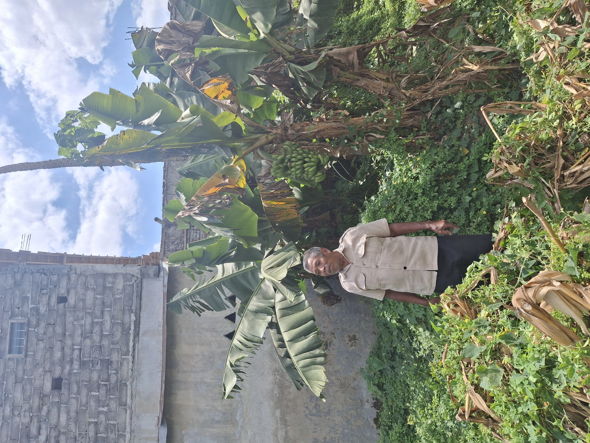 An elderly Asian man stands in front of a banana tree in Denok, Indonesia. He is wearing a tan button-down shirt with two chest pockets and a dark lower garment. The man's head is turned to his left, and he appears to be looking away from the camera. The banana tree is lush with large green leaves, and a bunch of unripe bananas hangs from its trunk. Behind the man and the tree is a textured, weathered wall and a brick building with a small window. The ground is covered in green foliage and dried vegetation, suggesting an outdoor, overgrown environment. The sky above is blue with scattered white clouds.