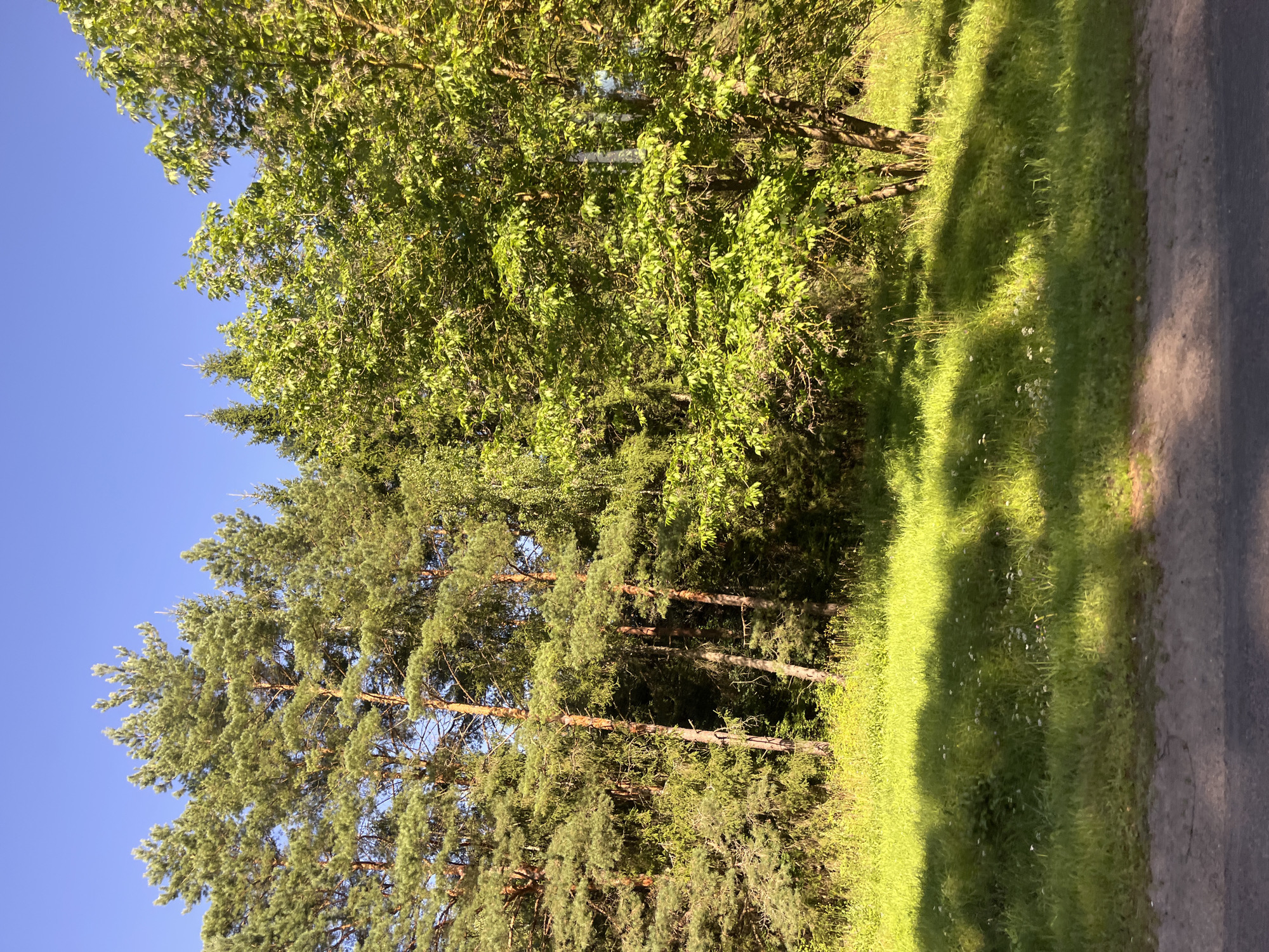 The image depicts a sunlit scene on a clear day, likely during the warmer months, given the lush greenery. A line of tall pine trees with dense green foliage dominates the left side of the frame, their trunks casting shadows. To the right of the pines, a broad, leafy deciduous tree stands out with its vibrant green leaves, illuminated by the sunlight. The ground in front of the trees is covered in thick, green grass, interspersed with small white wildflowers. The grass is uneven and appears to be a meadow or roadside verge. A dark, textured surface, possibly asphalt or a dirt path, runs along the bottom of the image. The background is a clear, bright blue sky. The overall impression is a natural, serene landscape. The specific location in Мядзельскі сельскі Савет, Belarus, suggests a rural or semi-rural setting characterized by forested areas and open grassy spaces. No people or animals are visible in the frame.