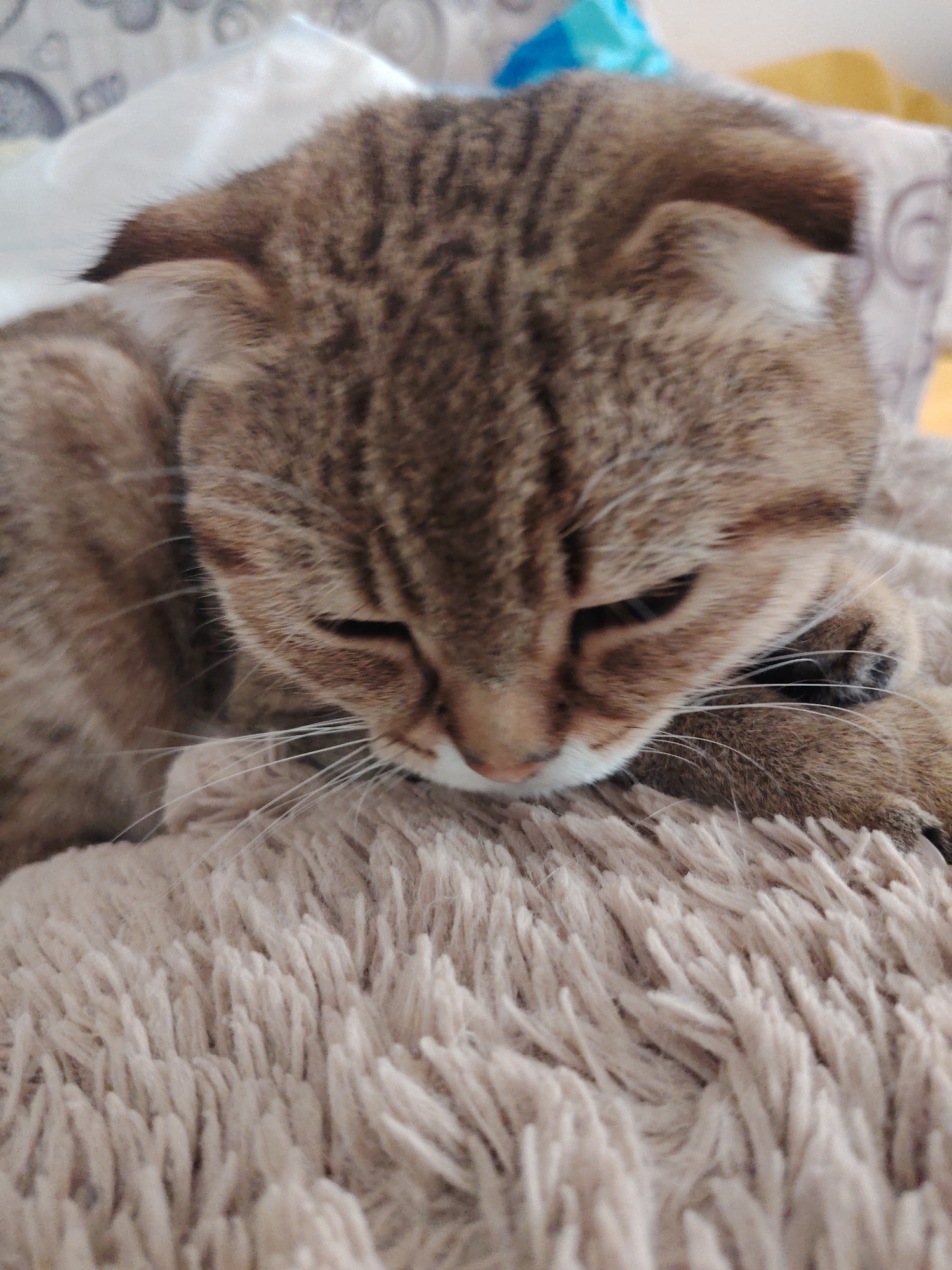 A close-up, eye-level, indoor shot shows a tabby cat resting on a fluffy, light-brown blanket. The cat's head is lowered, with its eyes partially closed. Its fur is a mix of brown, black, and white stripes. The cat's paws are tucked underneath its chin. The background is blurred, but appears to be a bed with pillows. The image is well-lit and in focus. The overall impression is one of comfort and relaxation.
