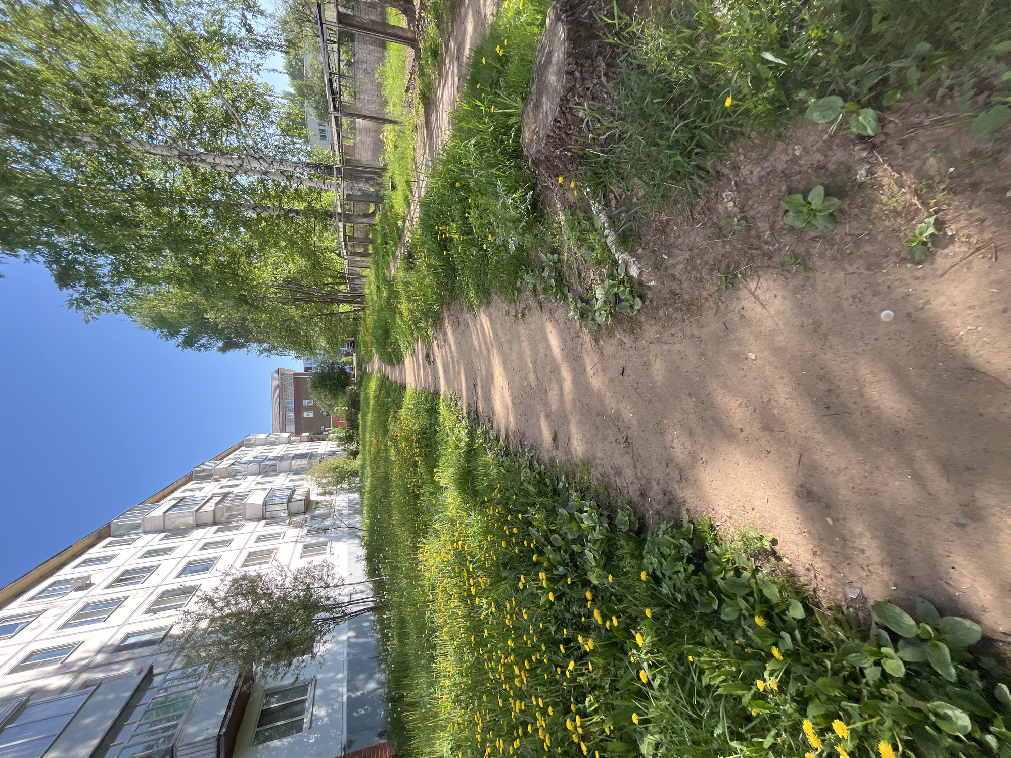 The image depicts a dirt path running alongside a residential building in Chaikovsky, Russia. The building is white with numerous windows and balconies. On the other side of the path, there is a line of trees and a fence. The ground is covered with grass and dandelions. A tree stump is also present. The sky is clear and blue.