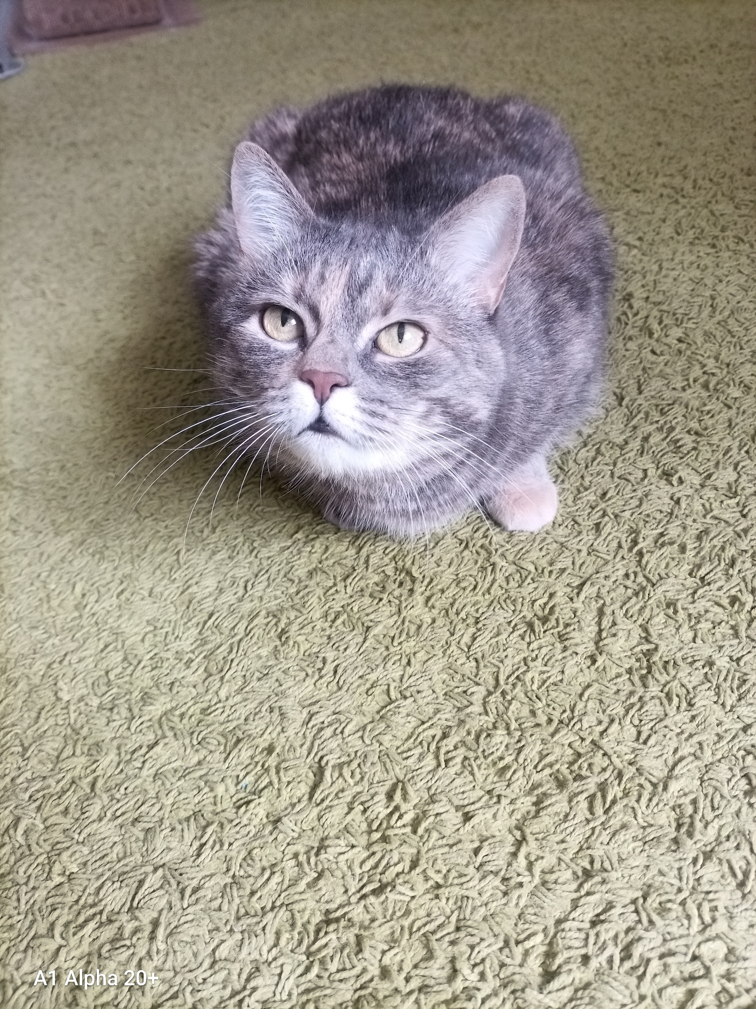 The image shows a domestic shorthair cat with tabby markings, primarily gray and brown, with hints of orange. The cat has yellow eyes and a pink nose. It is sitting on a textured, light green carpet. The cat is positioned in the upper center of the frame, looking directly at the camera. The background is out of focus, but appears to be an indoor setting. There is a watermark in the lower left corner that reads "A1 Alpha 20+". This image was taken indoors in Улукаўскі сельскі Савет, Belarus.