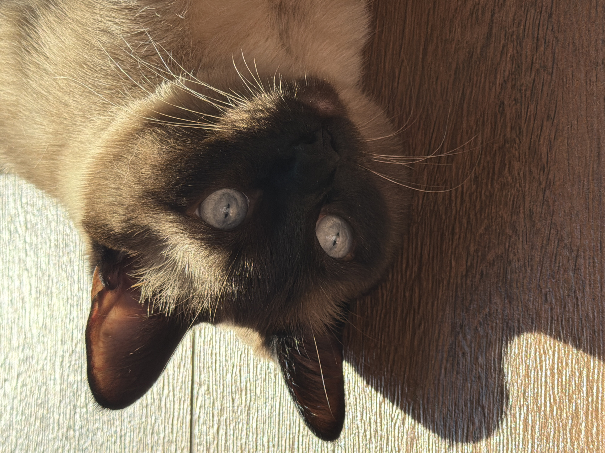 A close-up, high-angle photograph features a Siamese-type cat lying on its back with its head inverted, against a textured wooden surface. The cat's face is central to the image, dominated by its striking, wide-open light blue eyes, which show prominent reflections from an overhead light source. Its fur displays the characteristic point coloration, transitioning from a lighter, creamy-tan hue on its body to a darker, seal-brown mask covering its muzzle and ears. Long, white whiskers extend prominently from its face.
The cat's inverted pose and wide eyes convey a sense of curiosity or playful engagement, as it appears to be looking directly at the viewer. Strong, directional lighting, likely natural sunlight, illuminates the scene from the left, creating bright highlights on the cat's fur and the lighter portion of the wooden surface. A distinct, elongated shadow stretches across the darker, right side of the wooden surface, which appears to be floorboards with a visible wood grain. The contrast between light and shadow emphasizes the textures of both the cat's fur and the wooden background. The scene depicts an indoor setting, situated in Kerro, Russia. There is no visible text present in the image.