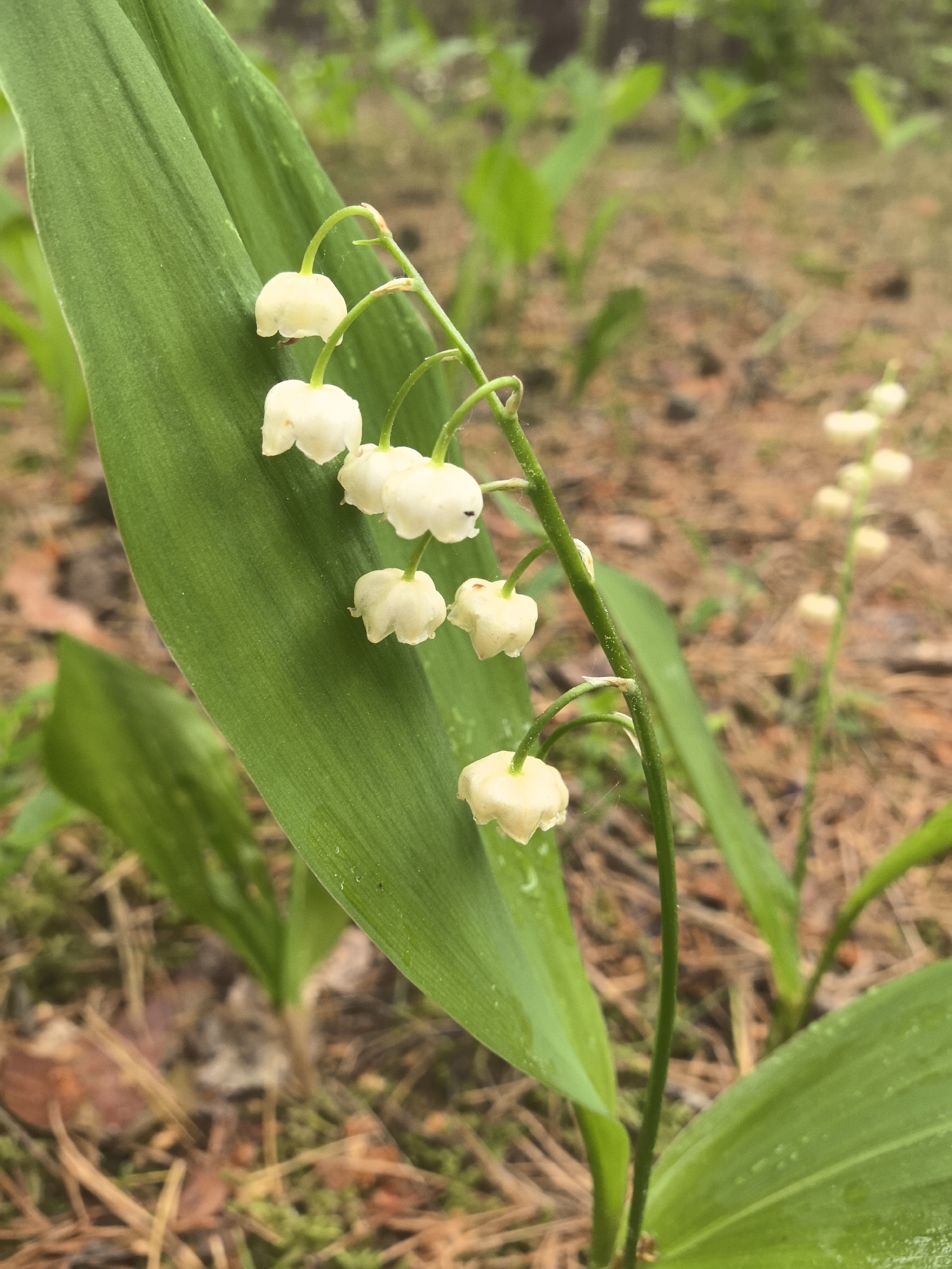 A close-up shot of a sprig of Lily of the Valley, featuring a vibrant green leaf and a cluster of small, white, bell-shaped flowers hanging from a slender green stem. The background reveals a forest floor with blurred foliage and dried pine needles. The presence of Lily of the Valley, known to thrive in moist, shaded environments, suggests a location near a forest in Парэчча, Belarus. No people are visible. The central objects are the flowers and leaves of the Lily of the Valley plant. No actions are directly observable, but the presence of the flowers implies a stage of plant growth. The environment indicates a natural setting, likely a wooded area.