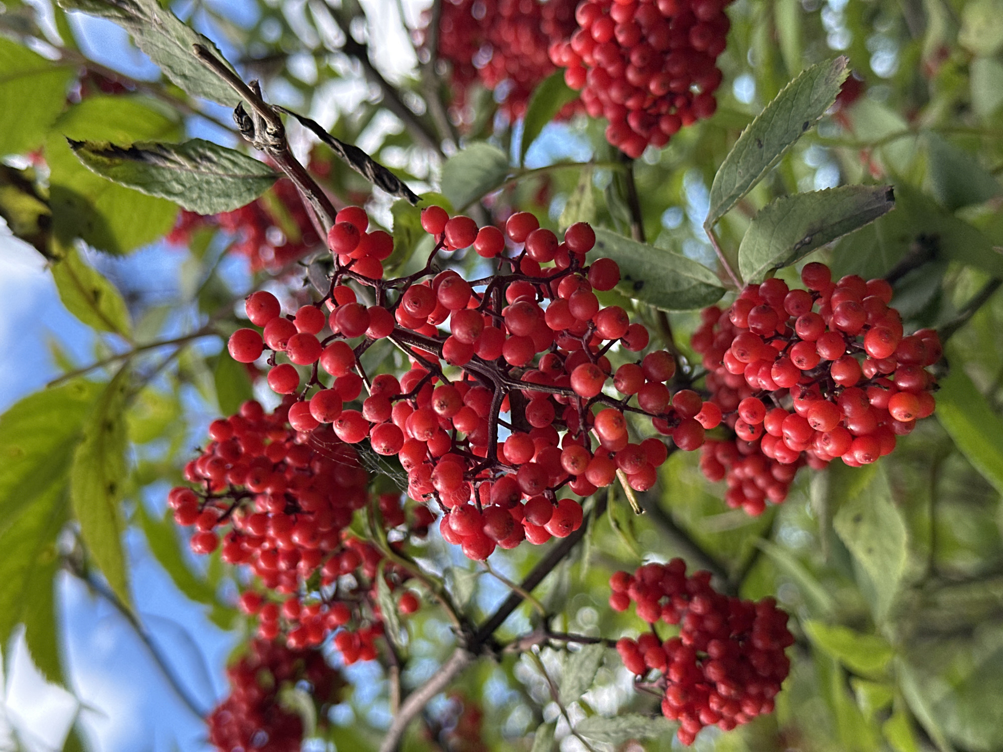 A cluster of small, red berries hangs from a branch, surrounded by green leaves. The berries are round and plump, and they are clustered together in tight bunches. Some of the leaves are a vibrant green, while others are a darker, more muted shade. The background is a blur of green and blue, suggesting a natural setting, possibly a park or garden. The image is taken from a low angle, looking up at the berries and leaves against the sky. There are no people or animals visible in the image. The scene appears to be a close-up shot, focusing on the details of the berries and foliage.