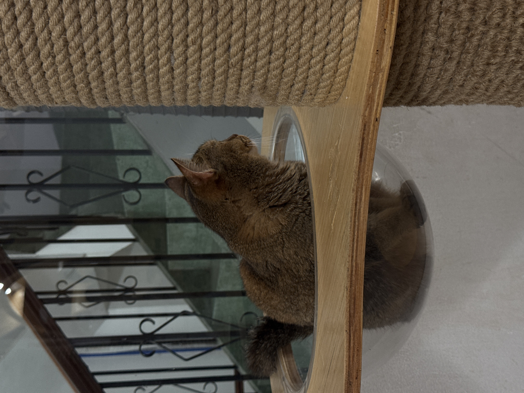 A medium-shot, eye-level view captures a tabby cat sitting inside a clear plastic bowl that is attached to a wooden platform. The cat is facing right, with its body turned away from the camera. Its fur is a mix of brown and gray, and its tail is curled to its left. The bowl is circular and transparent, allowing a view of the cat's reflection in the bottom. The wooden platform is a light brown color. To the right of the platform, a thick, brown rope-covered post is visible. In the background, a staircase with a dark wood railing and metal bars can be seen. The lighting is dim, with some light reflecting off the bowl and the railing. The cat is the sole subject of the image.