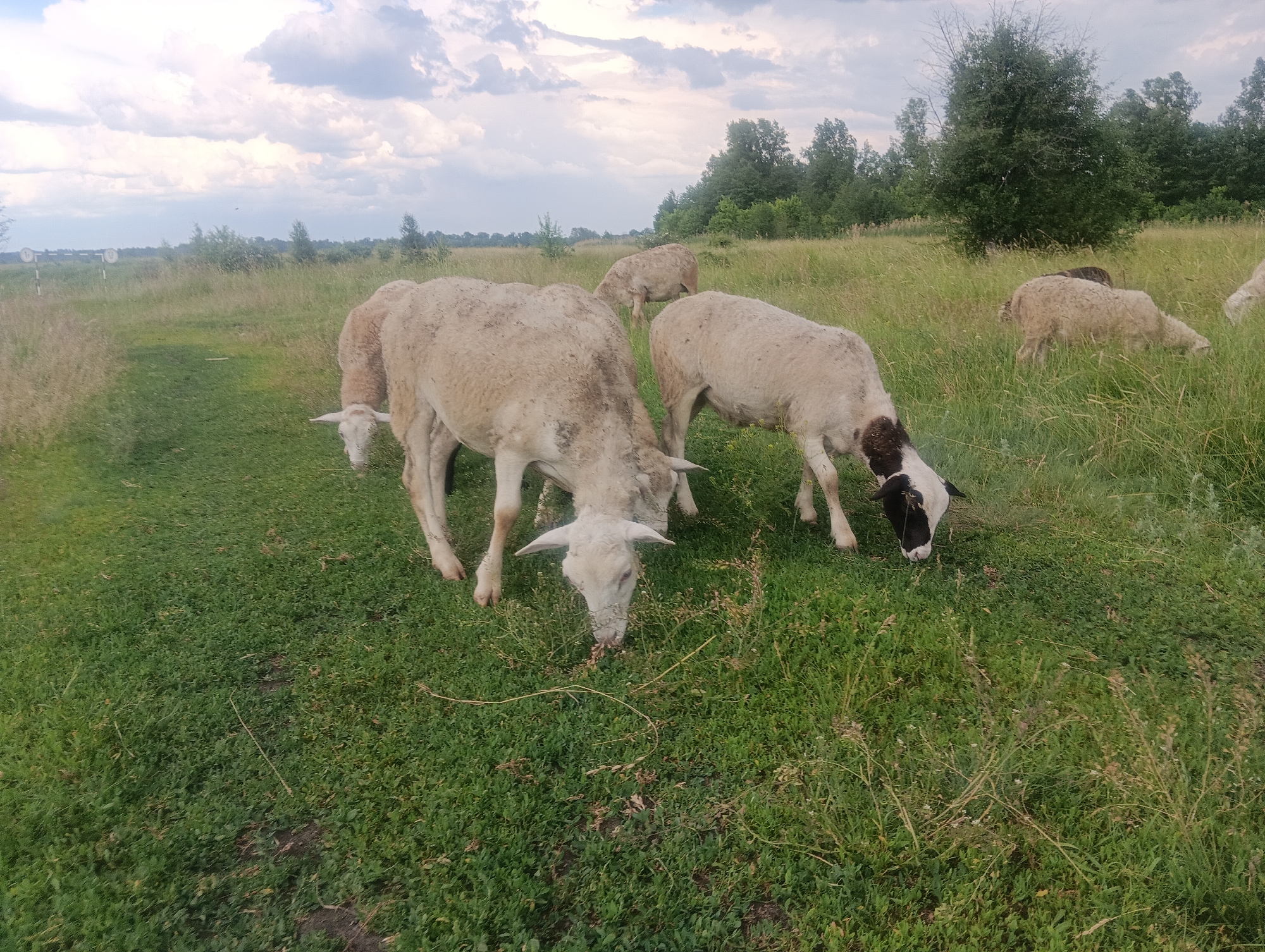 A flock of sheep grazes on a grassy field. The sheep are primarily white or cream-colored, with some exhibiting dark markings on their heads and faces. They are scattered across the foreground and mid-ground, with several heads bowed as they eat. In the background, a line of trees forms a dark green border against a cloudy sky. The overall scene depicts a pastoral setting. The location is Unknown, Unknown.