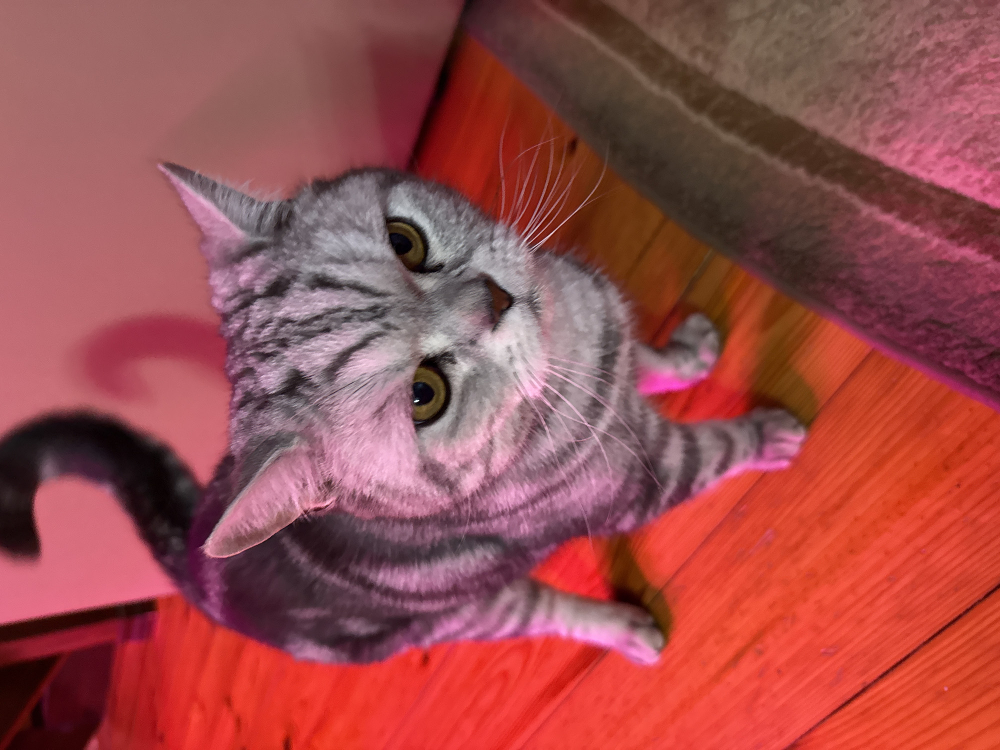 A grey tabby cat with yellow eyes stands on a wooden floor that is illuminated by red light. The cat is facing forward and looking directly at the camera. Its tail is curled upwards. The background is a pink wall, with a shadow cast by the cat's tail. To the right of the cat is a textured, multi-colored surface, possibly a rug or carpet. The scene is indoors and does not provide any clues about the city of Кукуи, Russia.