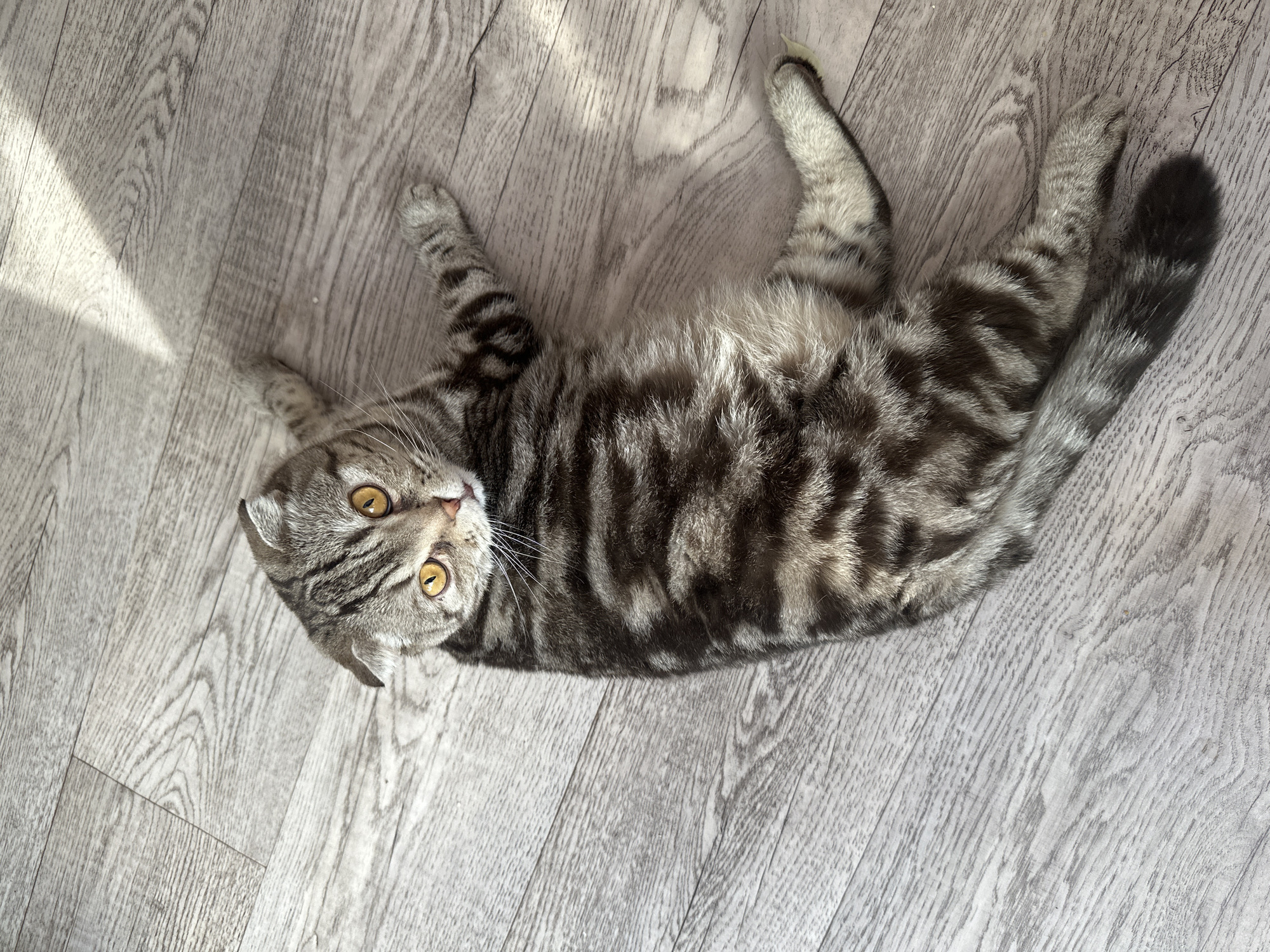 A Scottish Fold cat lies on its back on a light gray wood-patterned floor. The cat has dark tabby markings on a light gray background with striking golden-yellow eyes. Its paws are stretched out to the sides and the tip of its tail is visible in the upper right corner. Natural light illuminates part of the floor, and a patch of sunlight is visible near the top left. The scene appears to be indoors. Location: Unknown, Unknown.
