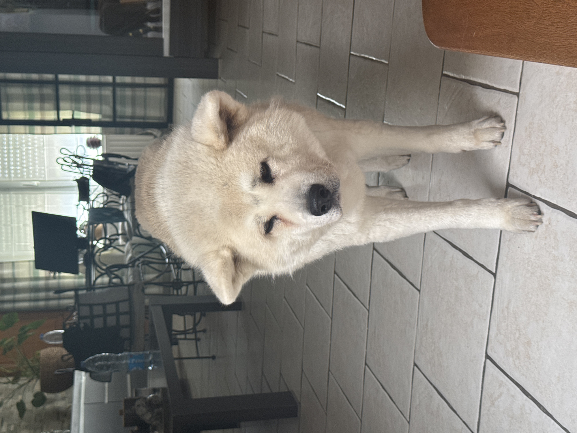 A light-colored Akita dog stands on a tiled floor in an indoor setting. The dog is facing the camera, with its head slightly tilted. The dog's eyes are partially closed. The background is blurred, but appears to be a living room or dining area, with a table, chairs, and a window with curtains visible. The lighting suggests it is daytime. No specific location in Wattrelos, France is identifiable from the image.