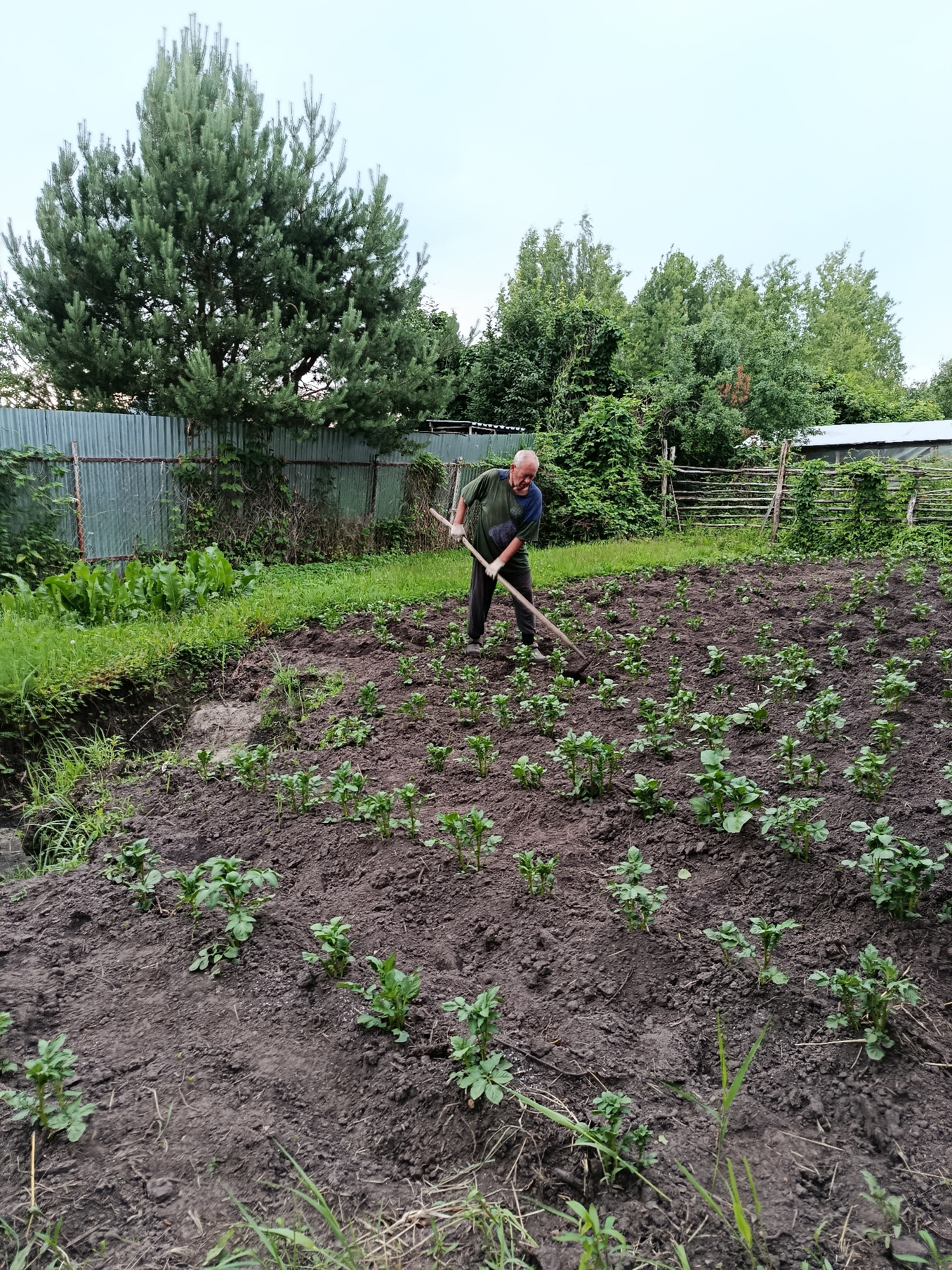 An elderly Caucasian man, appearing to be in his late 60s or 70s, with thinning gray hair and a light complexion, is depicted working in a garden in Vereya, Russia. He is dressed in a green t-shirt with a blue collar and dark pants, and is actively engaged in hoeing the soil of a potato field. The field is lined with rows of young potato plants. Behind the garden, a metal fence separates it from a dense area of trees and greenery. In the background, a rustic wooden fence and a covered structure are visible. The sky is overcast, suggesting a cloudy day.