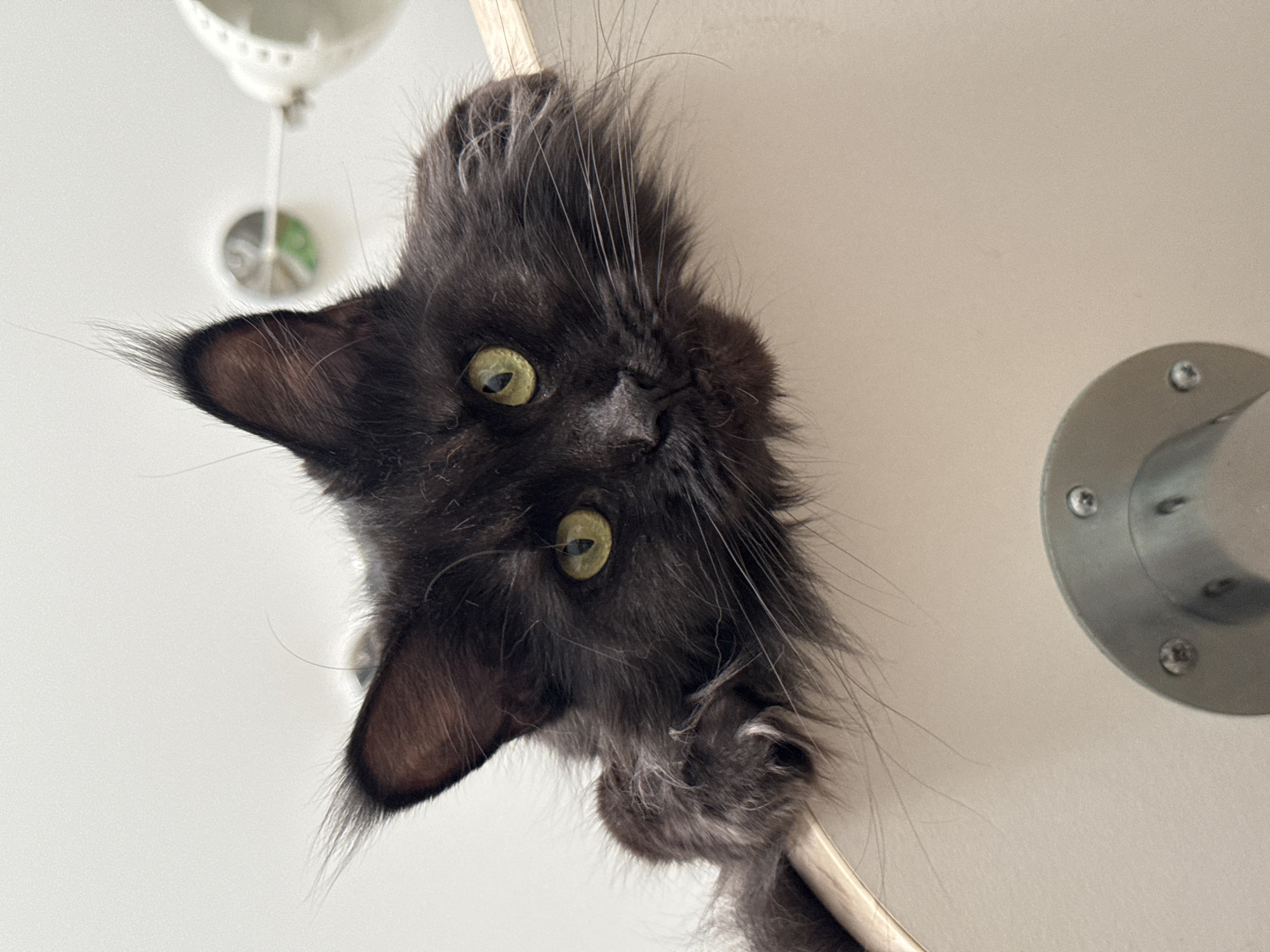 A black Maine Coon cat with striking green eyes is perched on the edge of a light-colored surface, looking down at the viewer. Its fur is long and fluffy, with prominent ear tufts. The cat's paws are visible, resting on the surface, and one paw shows sharp claws. The background is a plain white wall, with a glimpse of a ceiling fixture and some distant objects that are out of focus. The lighting is bright and even. The scene appears to be indoors. There is no information about the city of Sirius, Russia in the image.