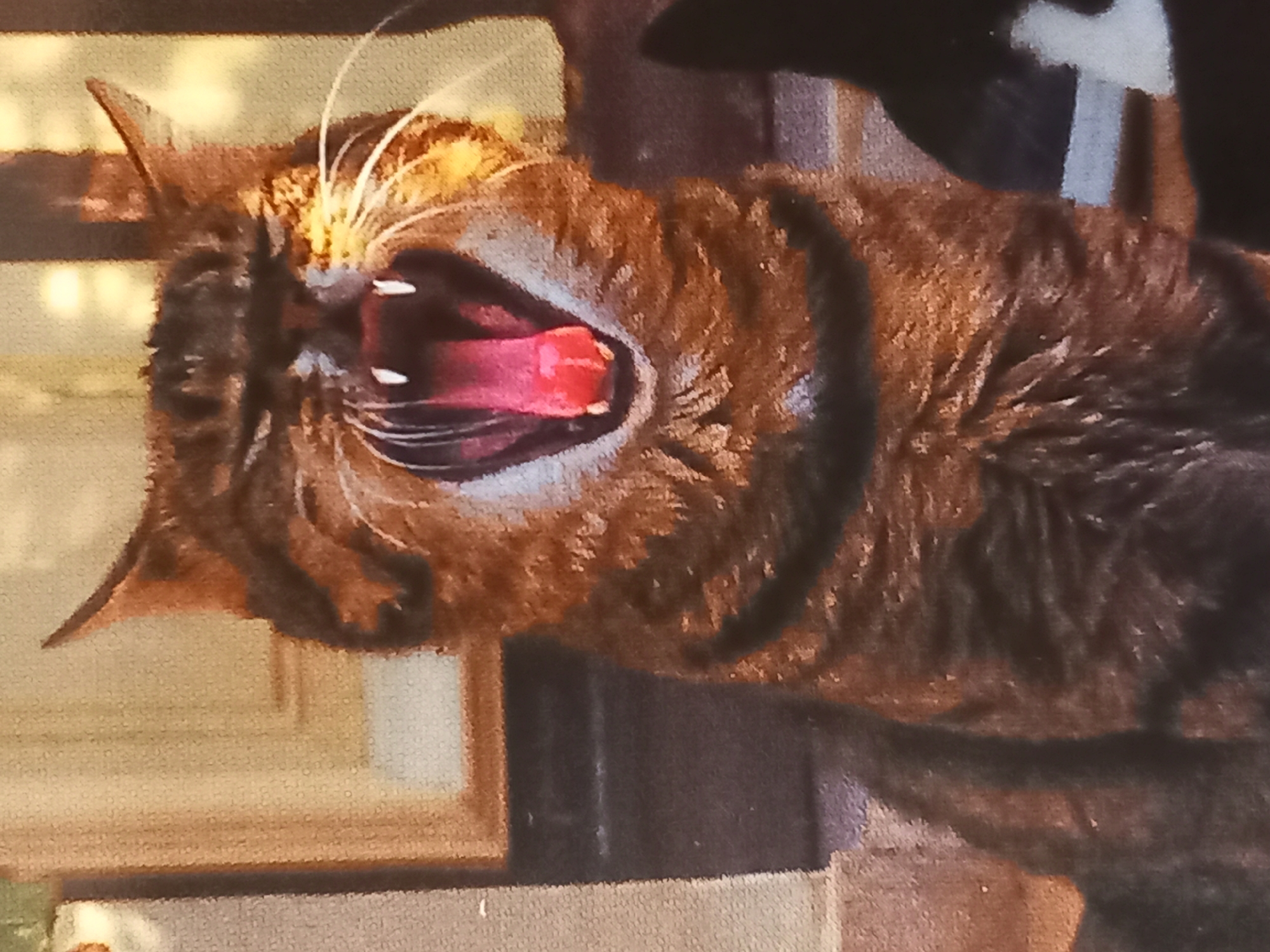 A close-up, high-angle shot shows a tabby cat with its mouth wide open, yawning. The cat's pink tongue and sharp white teeth are visible. Its eyes are closed, and its ears are alert. The background is blurred, but appears to be an outdoor setting with some sort of building or structure. The lighting suggests it is daytime.