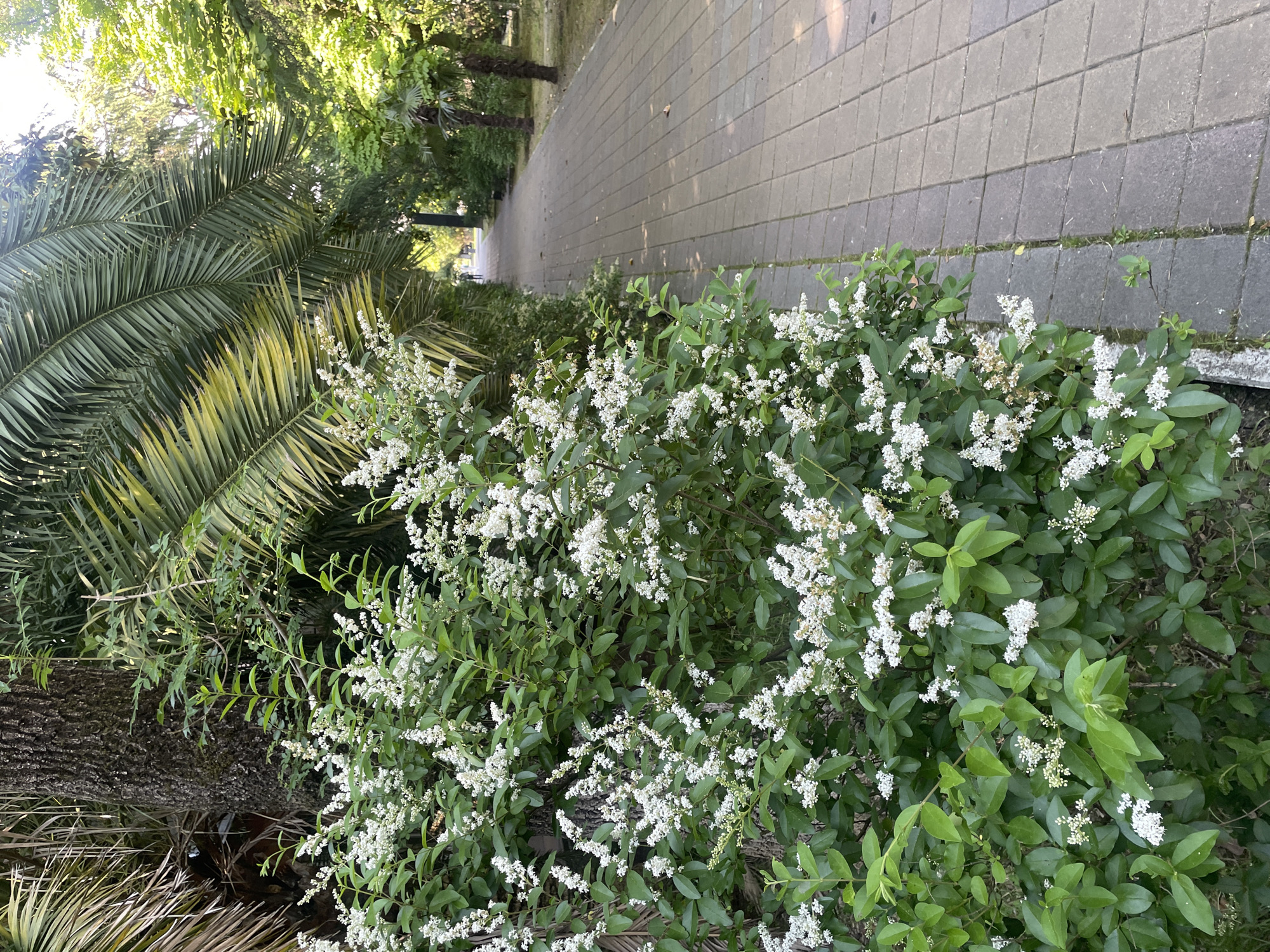 This image depicts a paved pathway in a park setting within Sochi, Russia. The foreground on the left is dominated by a dense, flowering shrub adorned with numerous clusters of small white blossoms and green foliage. Behind this shrub, a tree with dark, textured bark is partially visible, overlaid by large green palm fronds.
The pathway, constructed from grey rectangular pavers, extends diagonally from the lower right towards the center-left distance, exhibiting minor weed growth in the crevices between some tiles. Along the right side of the path, several palm trees with distinct trunks and other broadleaf trees with bright green canopies are present, indicating a lush, subtropical environment.
In the far distance on the pathway, two indistinct human figures are visible, walking away from the viewer. The scene is illuminated by natural daylight, casting varying light and shadow patterns, suggesting an outdoor environment under a natural canopy.