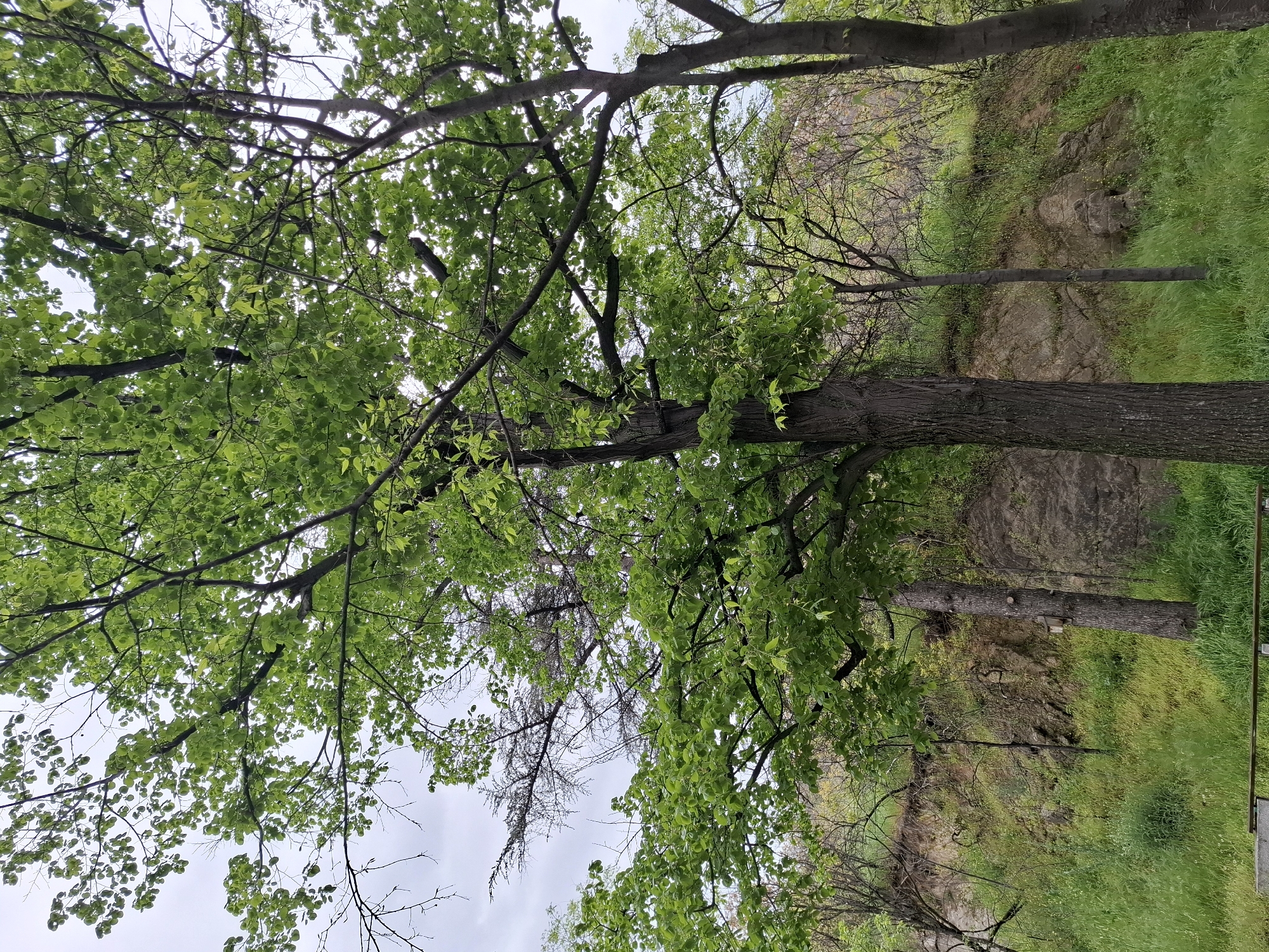 The image, rotated 90 degrees clockwise from its natural orientation, depicts a vibrant outdoor scene dominated by trees and a green hillside. The foreground and much of the upper left are filled with the lush, bright green canopy of several deciduous trees. Their leaves are fresh and full, indicative of spring or early summer, and their branches interlace against a bright, overcast sky that is visible in the background and through gaps in the foliage.
To the right side of the frame, a steep, uneven hillside or ravine is visible, covered extensively with rich green grass and interspersed with patches of exposed soil and rocks. A prominent feature on this slope is a thick, dark tree trunk lying horizontally, to which a small, light-colored wooden box or birdhouse is attached. Another upright tree trunk can be seen further down the slope. The lighting is soft and diffused, typical of an overcast day. There are no people visible, and no specific activity is taking place beyond the natural growth of the environment. The scene portrays a tranquil natural landscape. No text is visible within the image. The location context is Plovdiv, Bulgaria.