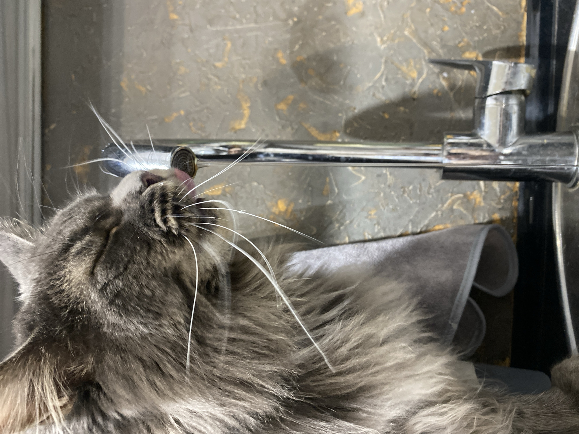 A gray, long-haired cat is drinking water from a silver faucet. The cat's head is tilted upwards and its tongue is extended, touching the faucet. The background is a textured gray and gold wall. A gray towel is partially visible below the faucet. The location is unknown.